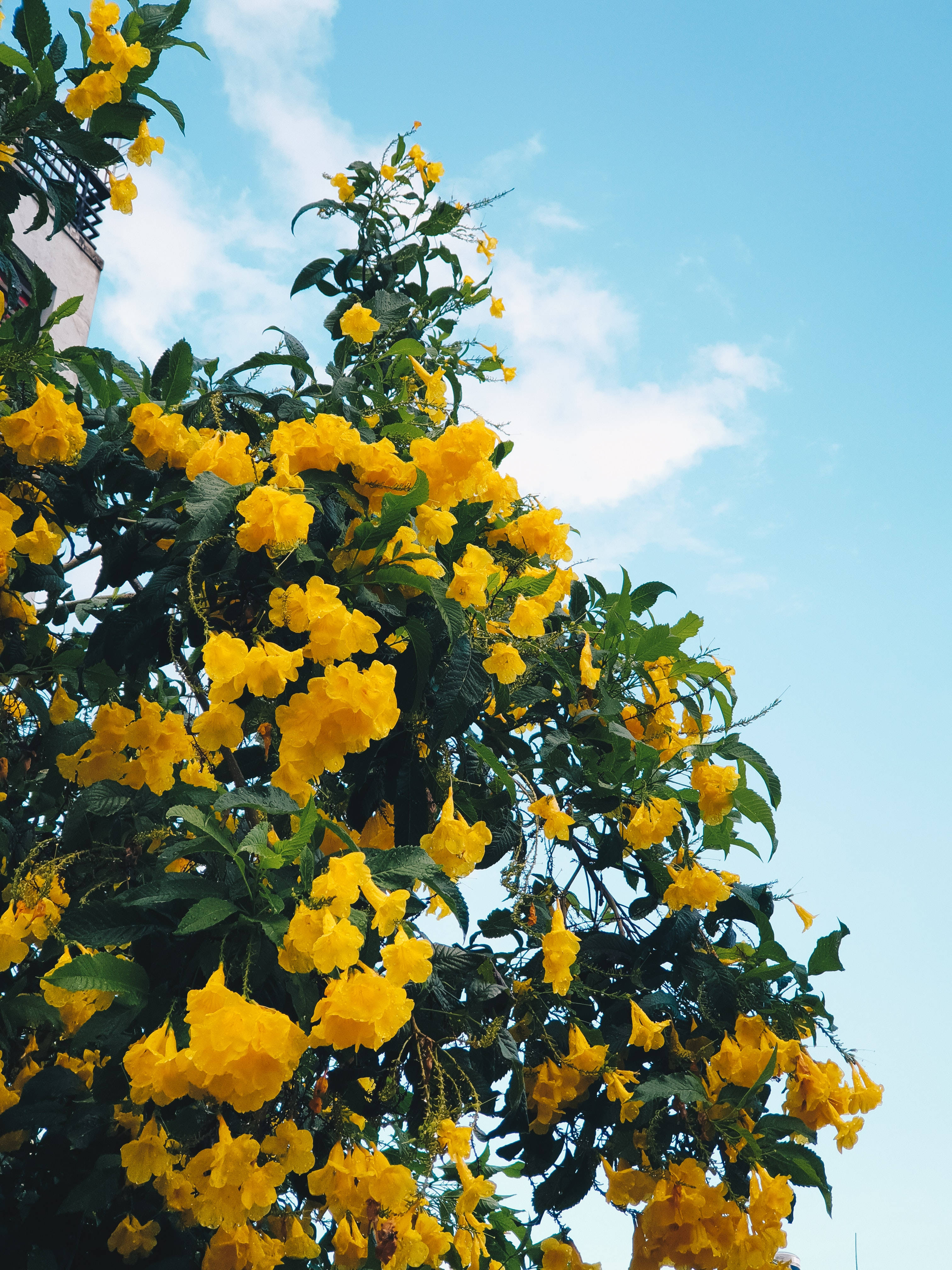 Flower Tree, Yellow HD iPhone, Vibrant yellow, 4K Phone Wallpaper