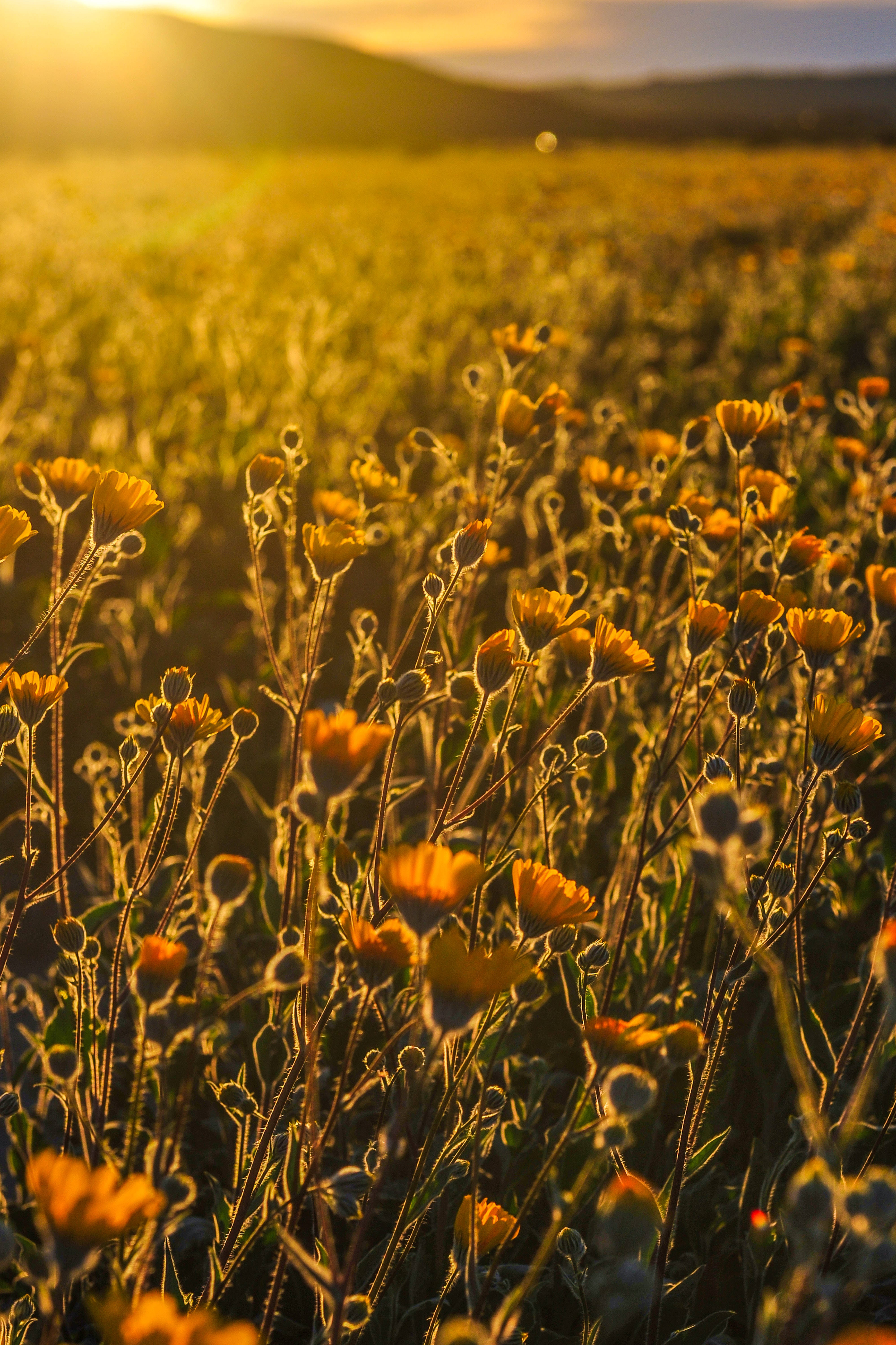Flower Field, Yellow HD iPhone, sunlit field, 5K Phone Wallpaper