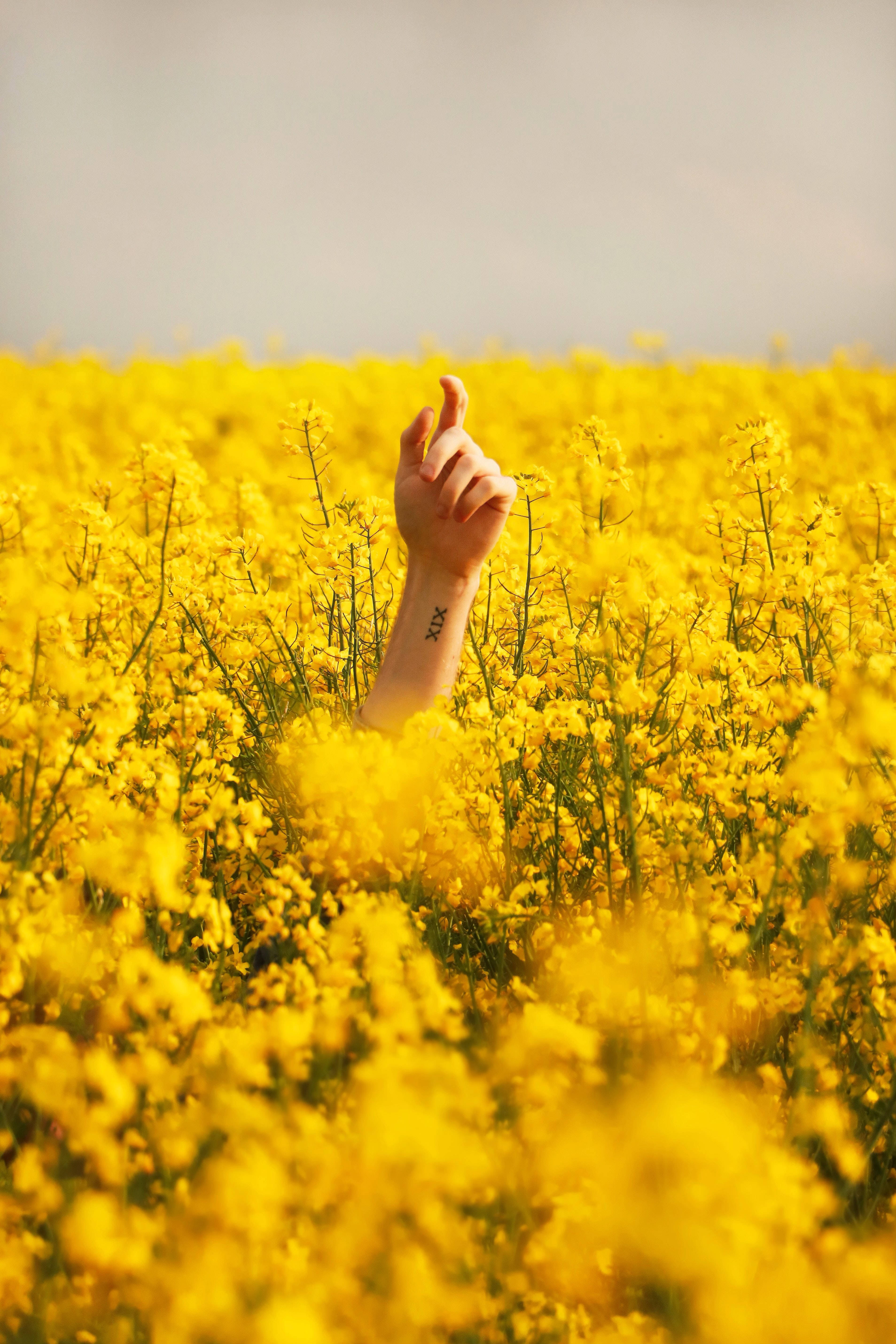hand, tattoo, vibrant yellow flowers, 5K Phone Wallpaper