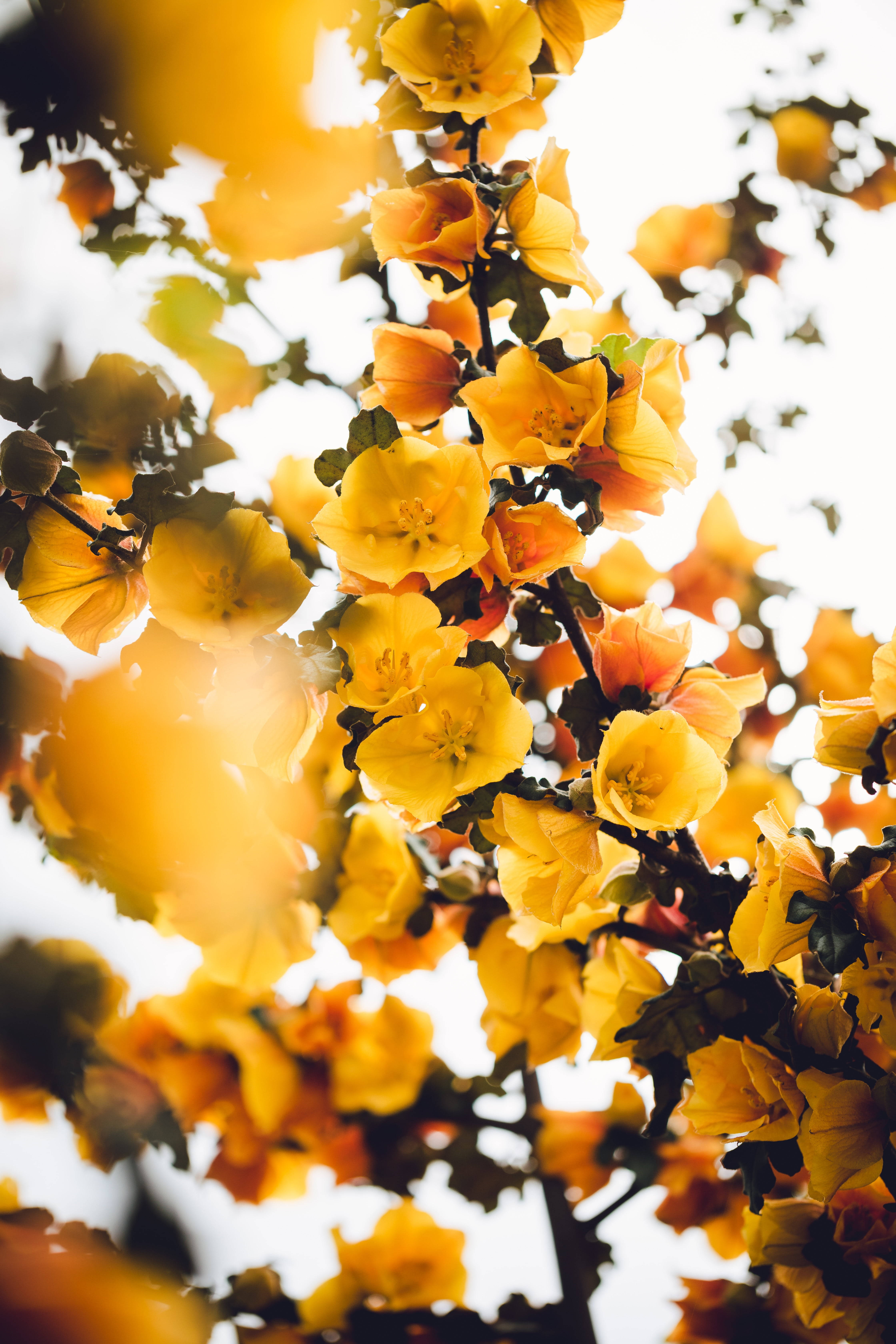 Sunny Flowers, Yellow HD iPhone, golden blossoms, 5K Phone Wallpaper