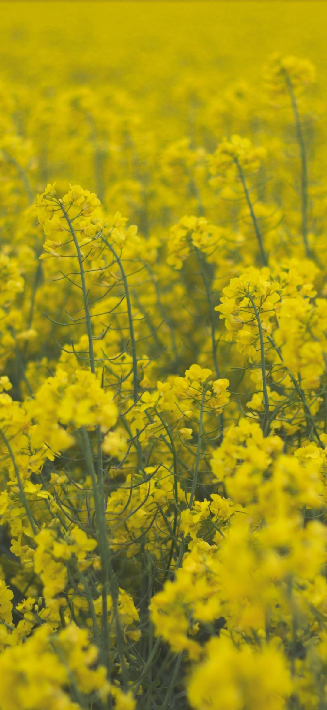 yellow rapeseed flowers, field of yellow rapeseed flowers, soft daylight, Full HD Phone Wallpaper