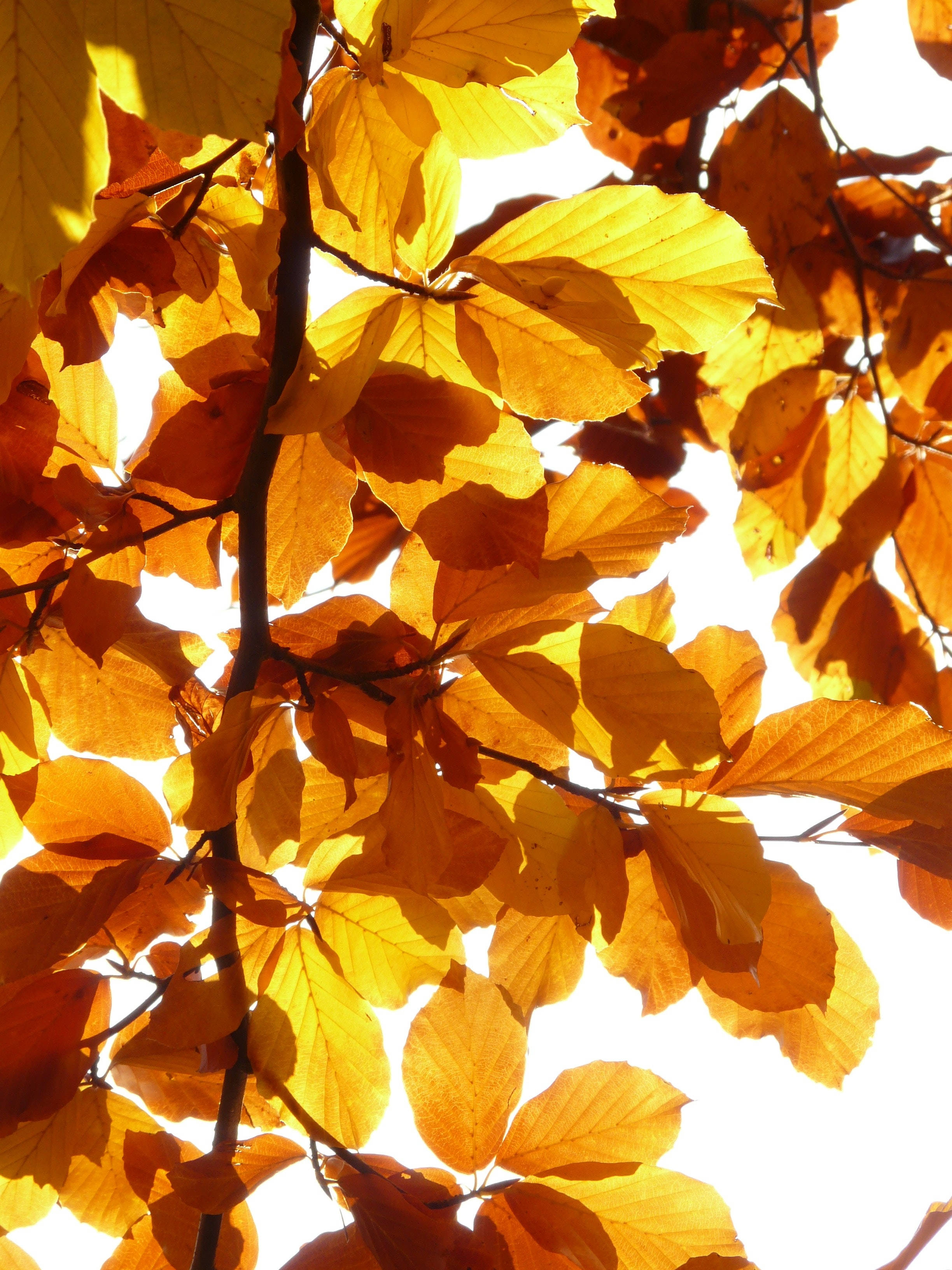 Yellow HD iPhone, golden autumn leaves, bright white sky, 2K Phone Wallpaper