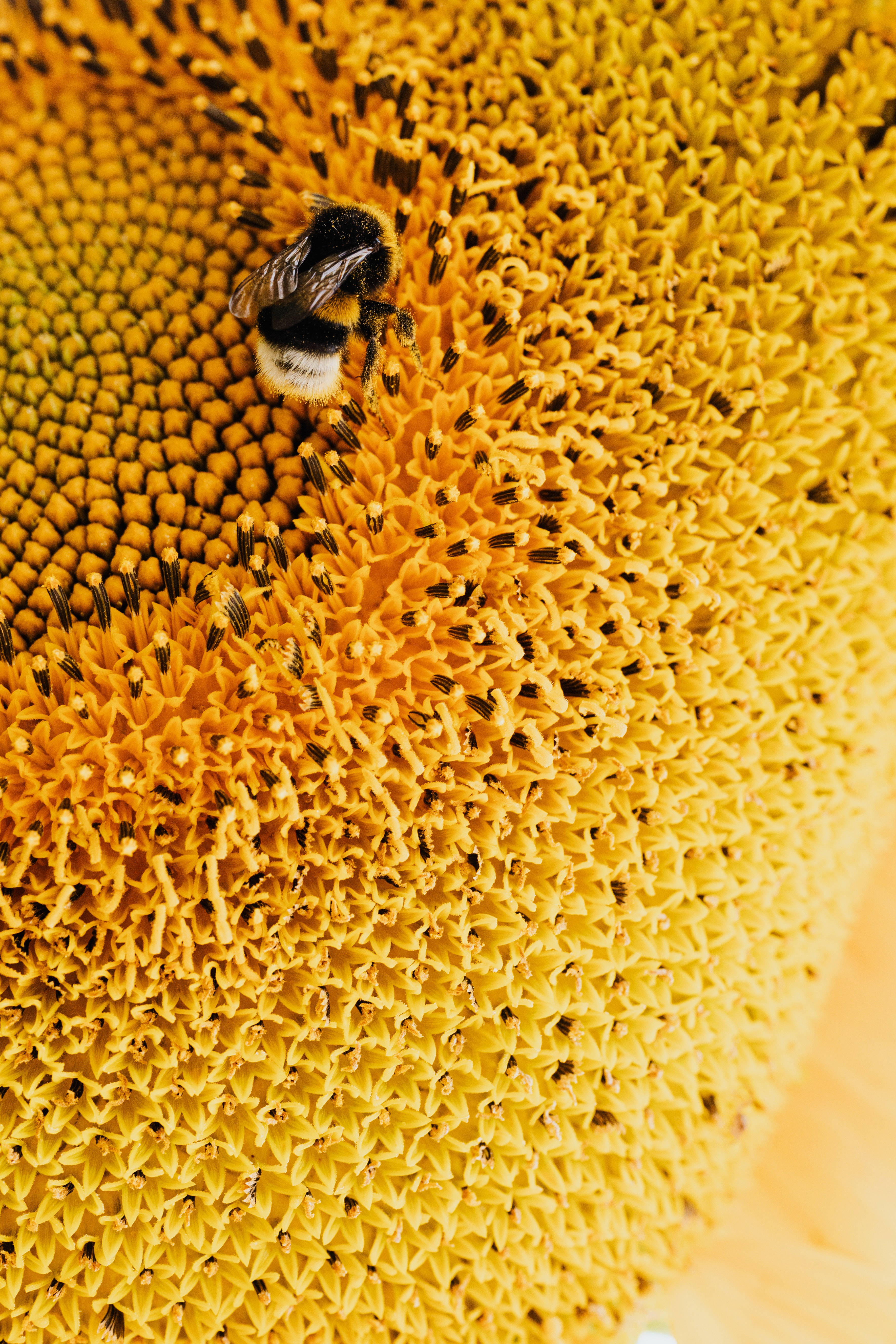 bumblebee, sunflower, yellow center, 5K Phone Wallpaper