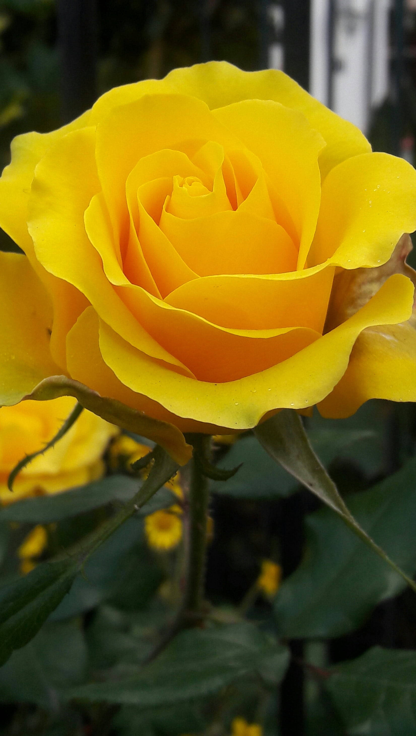 Rose Yellow HD iPhone, vibrant yellow rose, dewdrops, 2K Phone Wallpaper