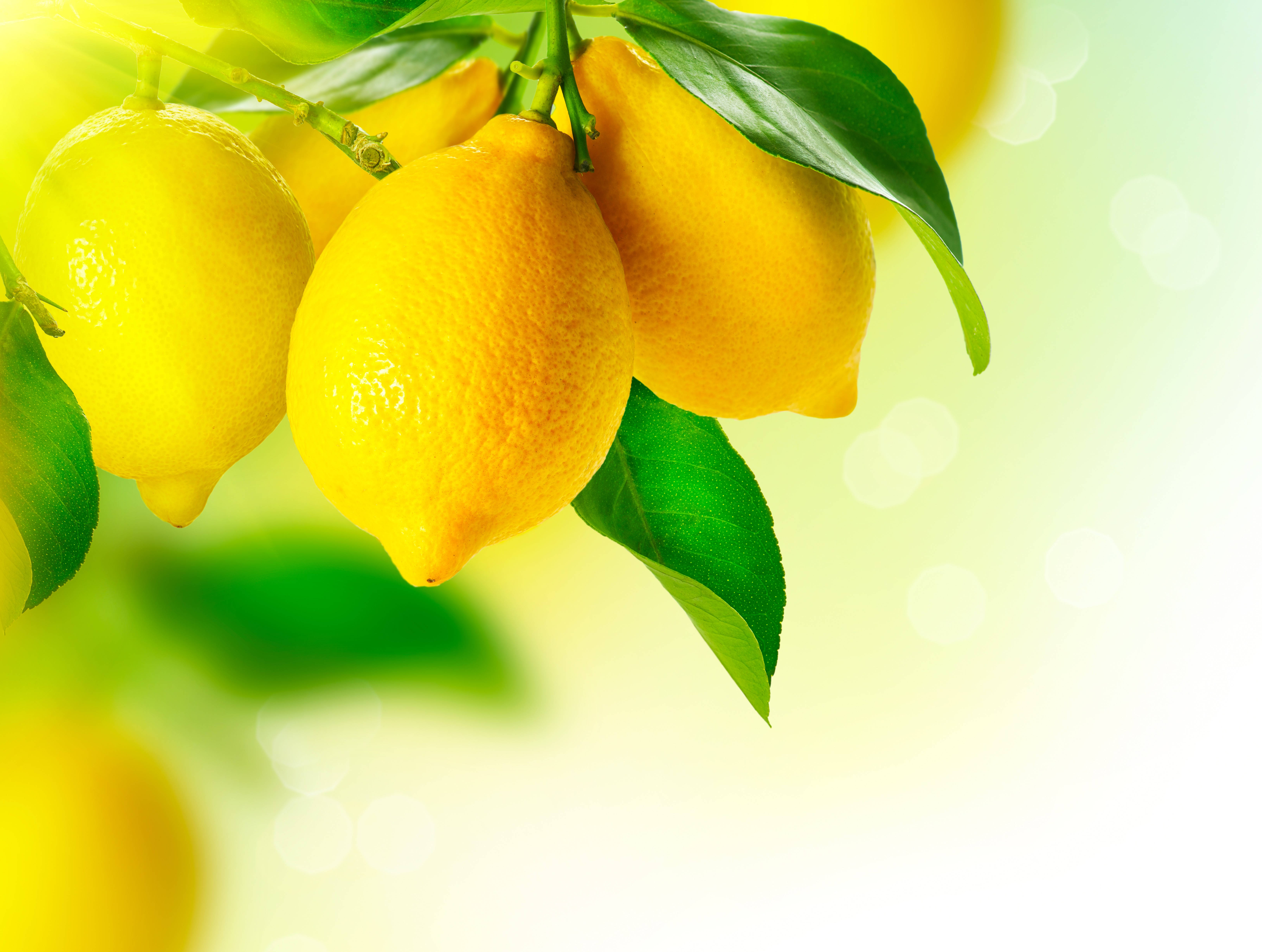 Yellow HD, lemon, branch, 5K Desktop Wallpaper