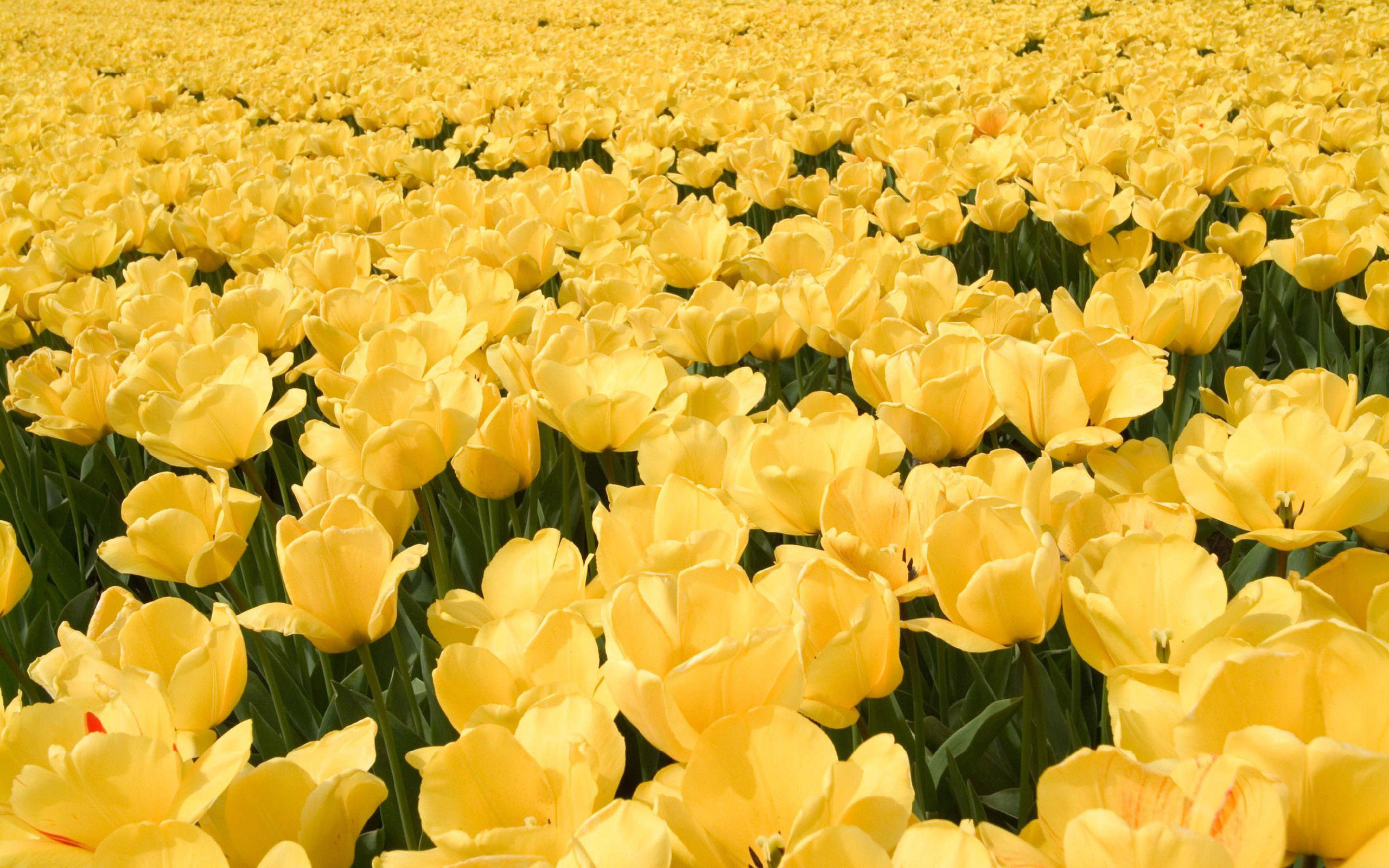 yellow HD, tulip flowers, bright yellow, 2K Desktop Wallpaper
