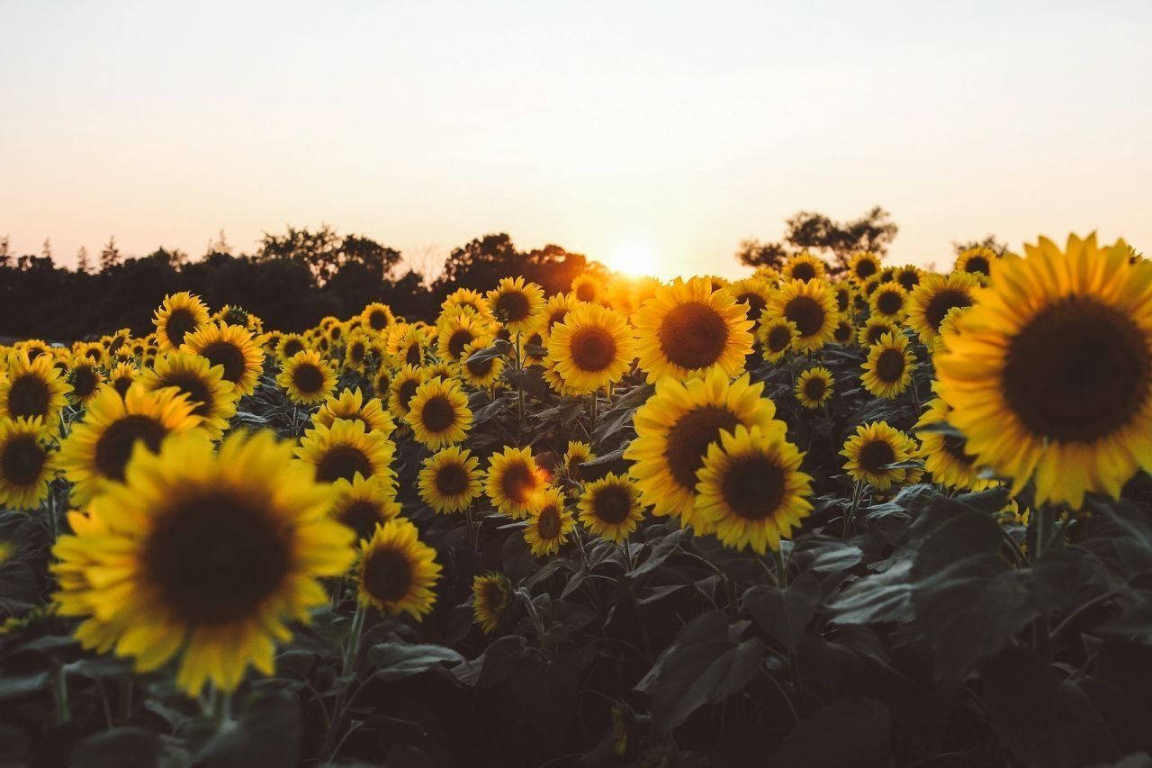 Yellow Sunflowers Aesthetic Computer, golden field of sunflowers, warm sunset light, HD Desktop Wallpaper