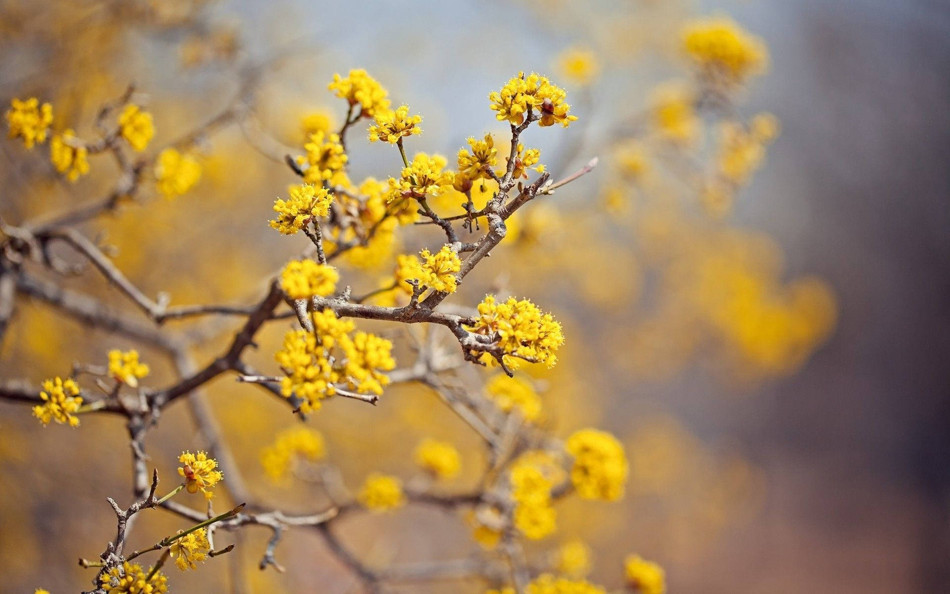 yellow aesthetic computer, vibrant yellow blossoms, bare branches, Full HD Desktop Wallpaper