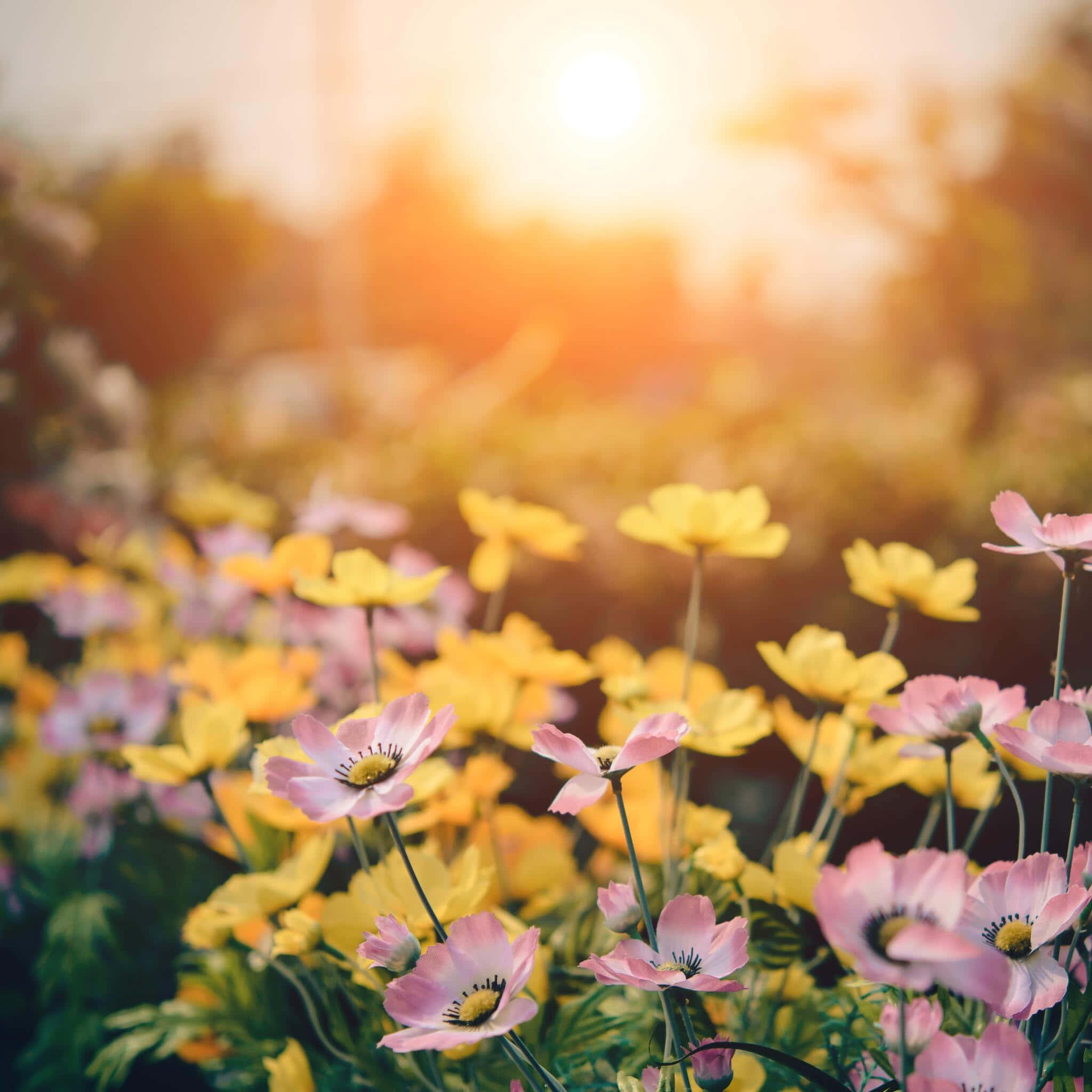 Yellow Pink Flowers iPad, pink and yellow flowers, field of flowers, Full HD Desktop Wallpaper
