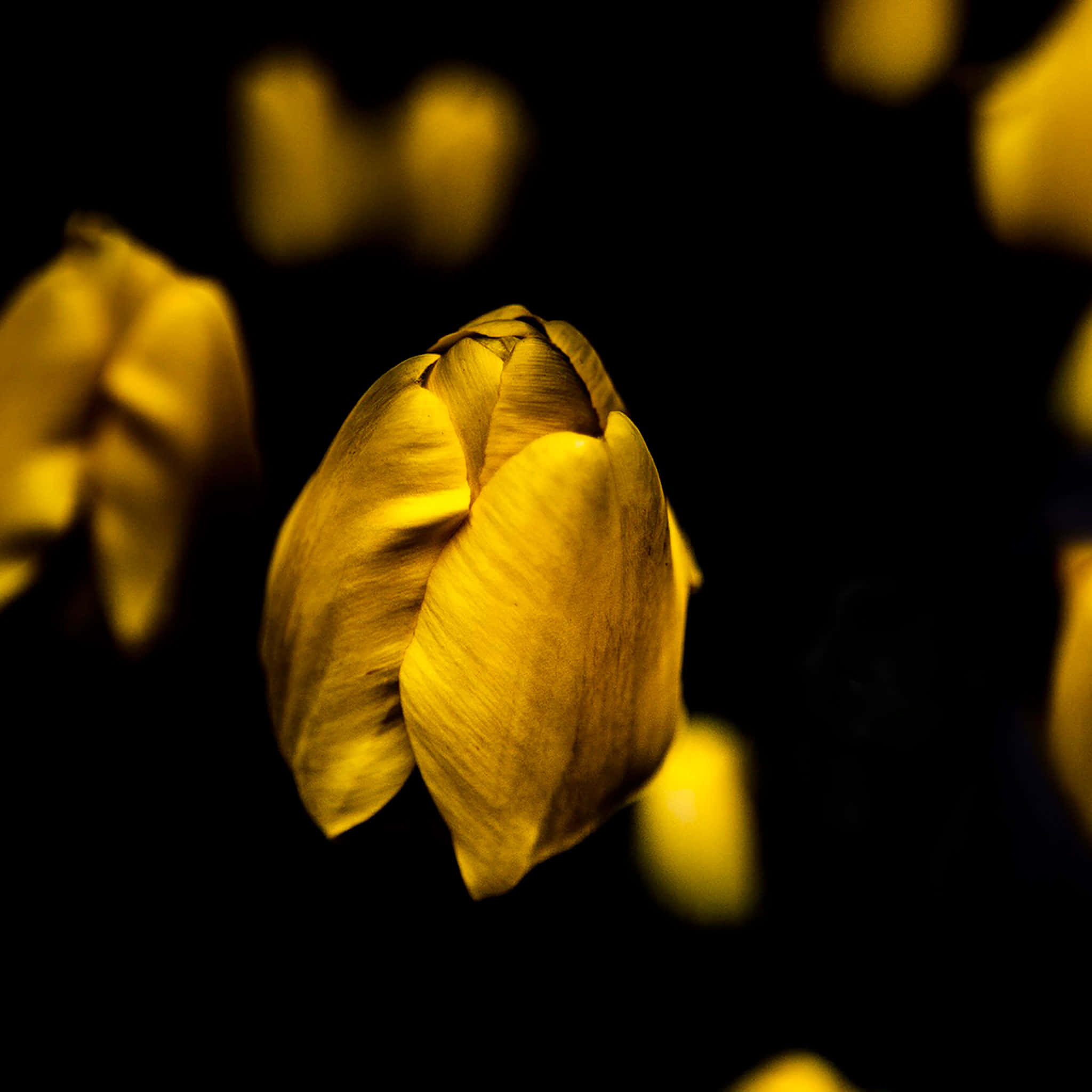 Yellow Petals iPad, golden tulip bud, deep black background, Full HD Desktop Wallpaper