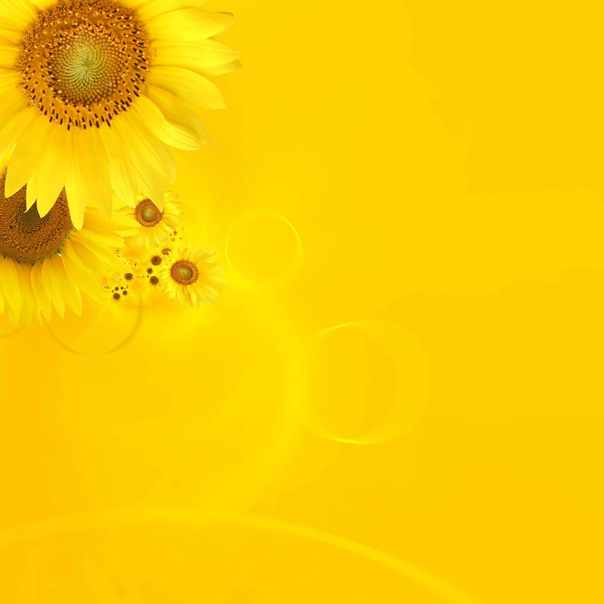 Yellow iPad, sunflower display, radiant yellow gradient, Full HD Desktop Wallpaper