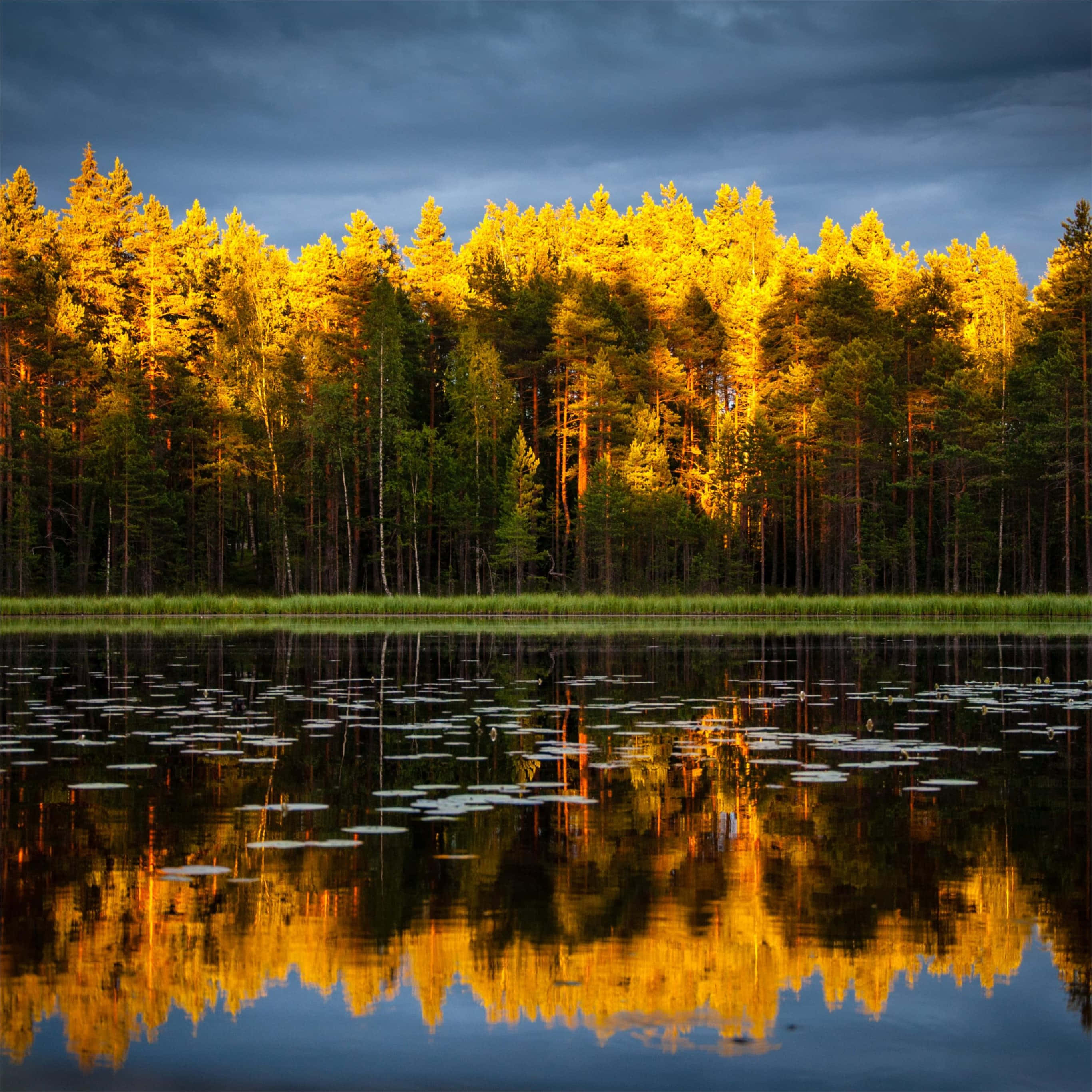 Yellow Forest Lake, Golden pine forest, calm water, 2K Desktop Wallpaper