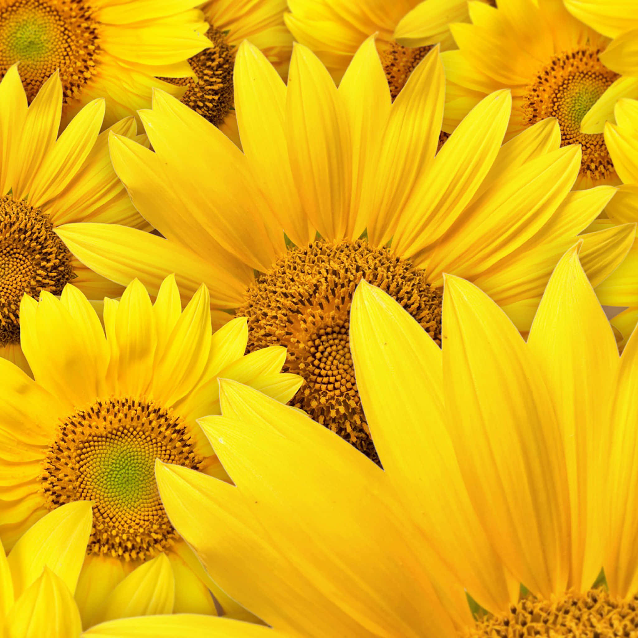 Yellow iPad, sunflowers, yellow petals, Full HD Desktop Wallpaper