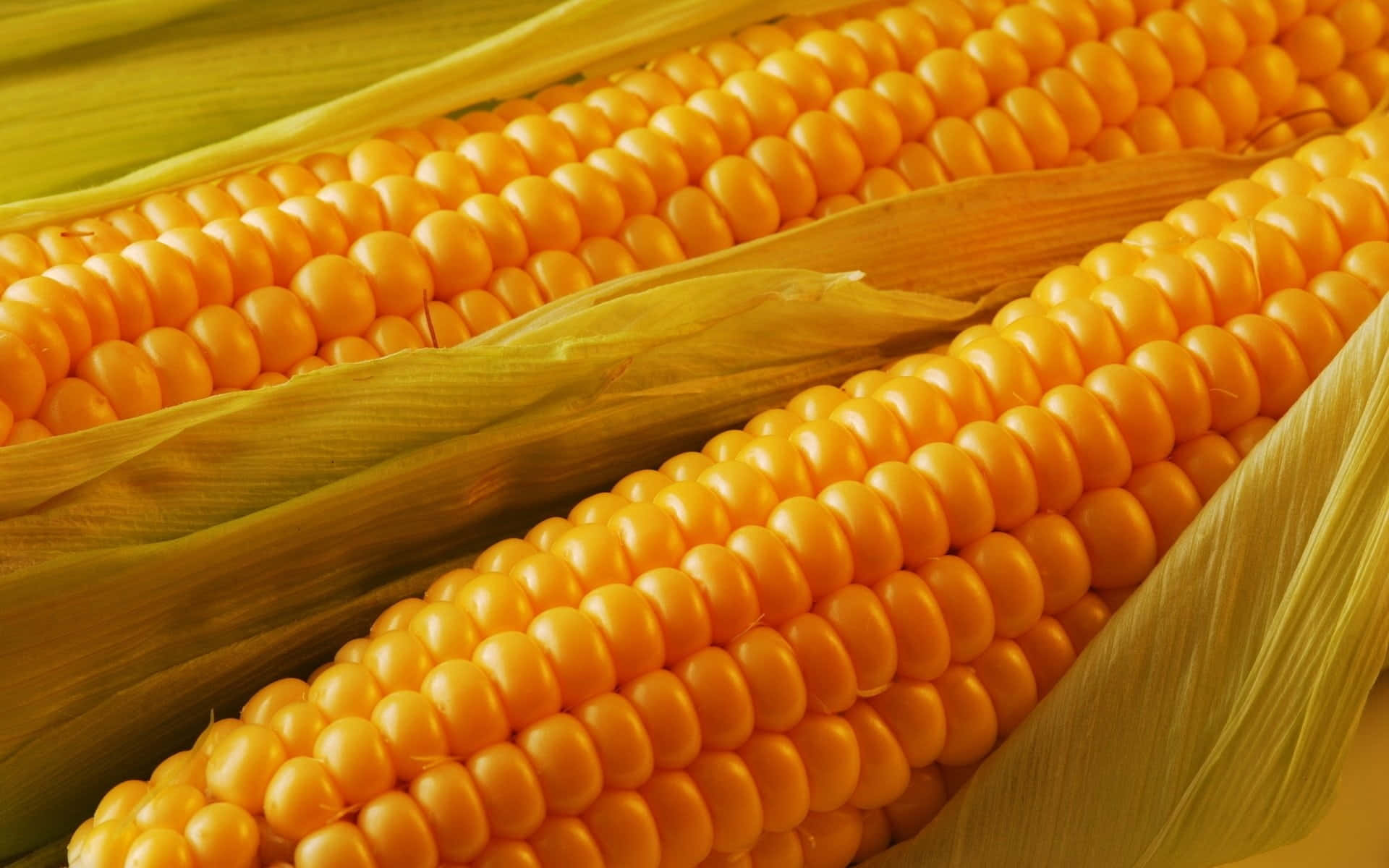 yellow corn kernels, cob, husks partially peeled back, Full HD Desktop Wallpaper