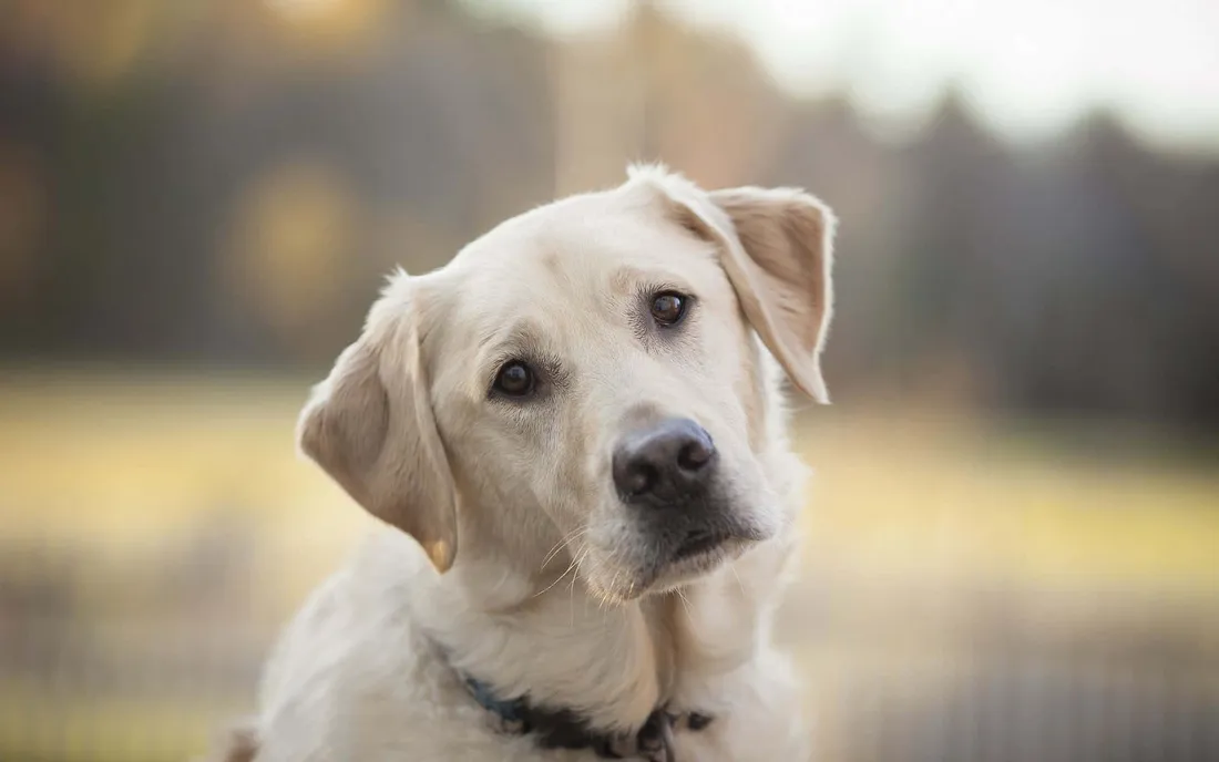 Yellow Labrador