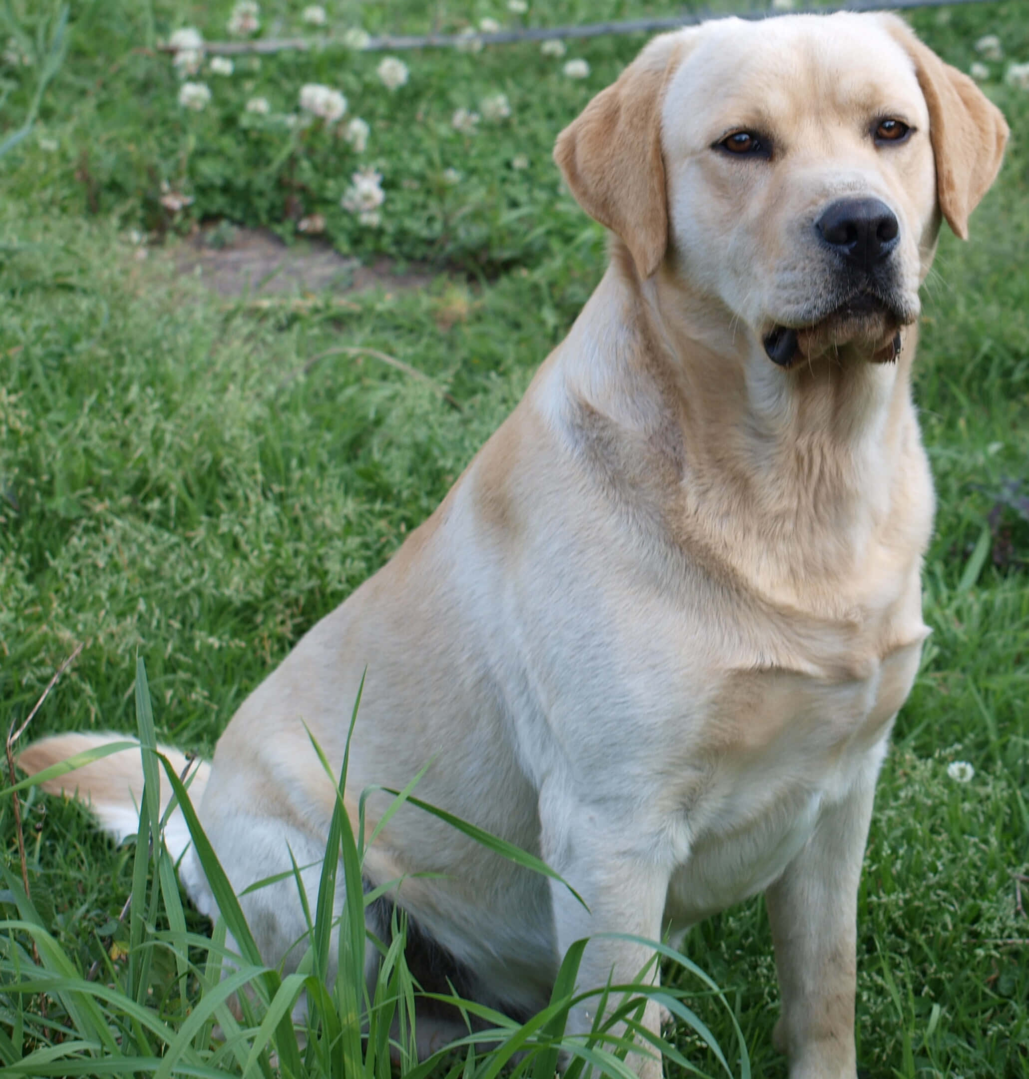 Yellow Labrador, lush green grass, white flowers, Full HD Phone Wallpaper