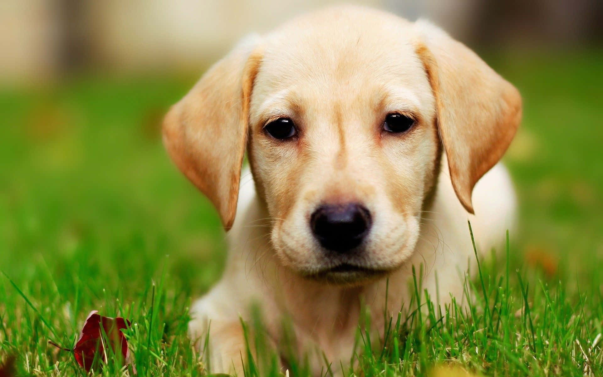 Yellow Labrador, light yellow Labrador puppy, vibrant green grass, Full HD Desktop Wallpaper