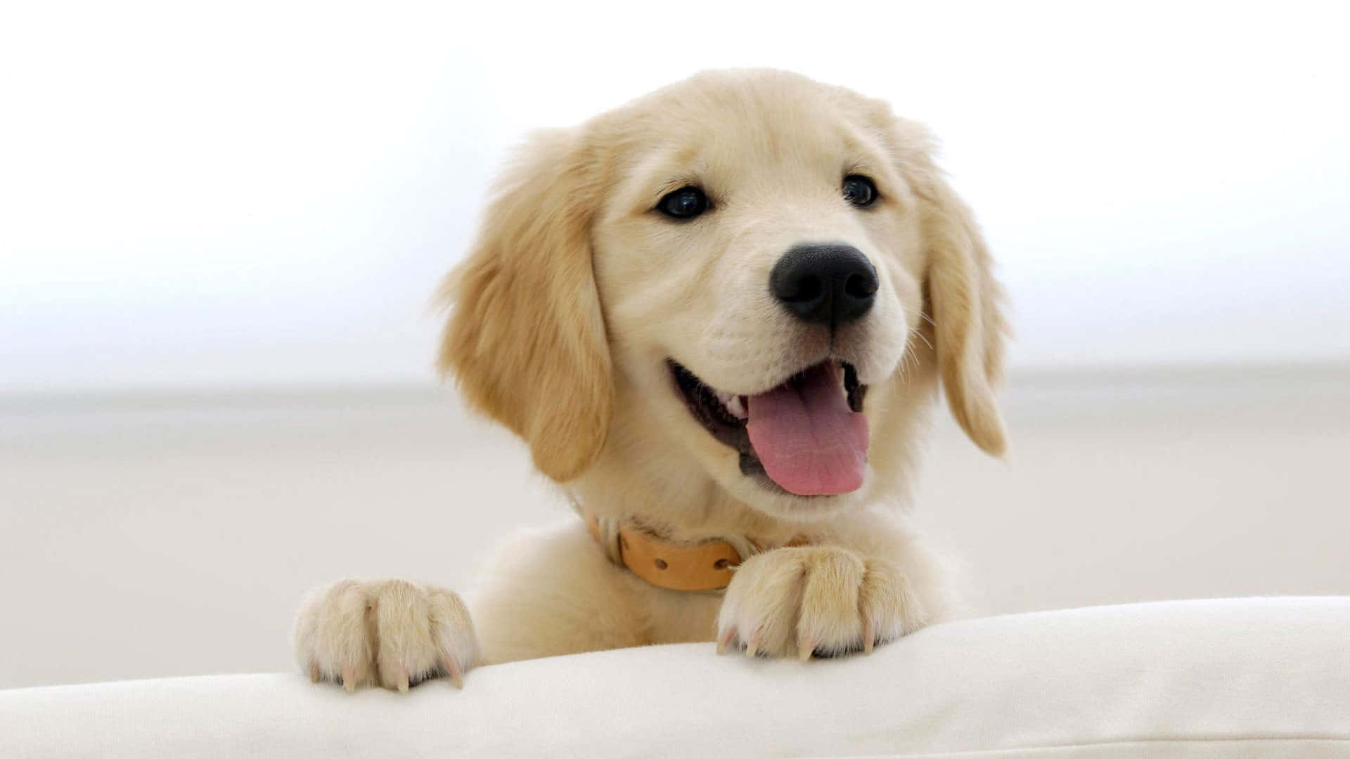 Yellow Labrador, golden retriever puppy, floppy ears, Full HD Desktop Wallpaper