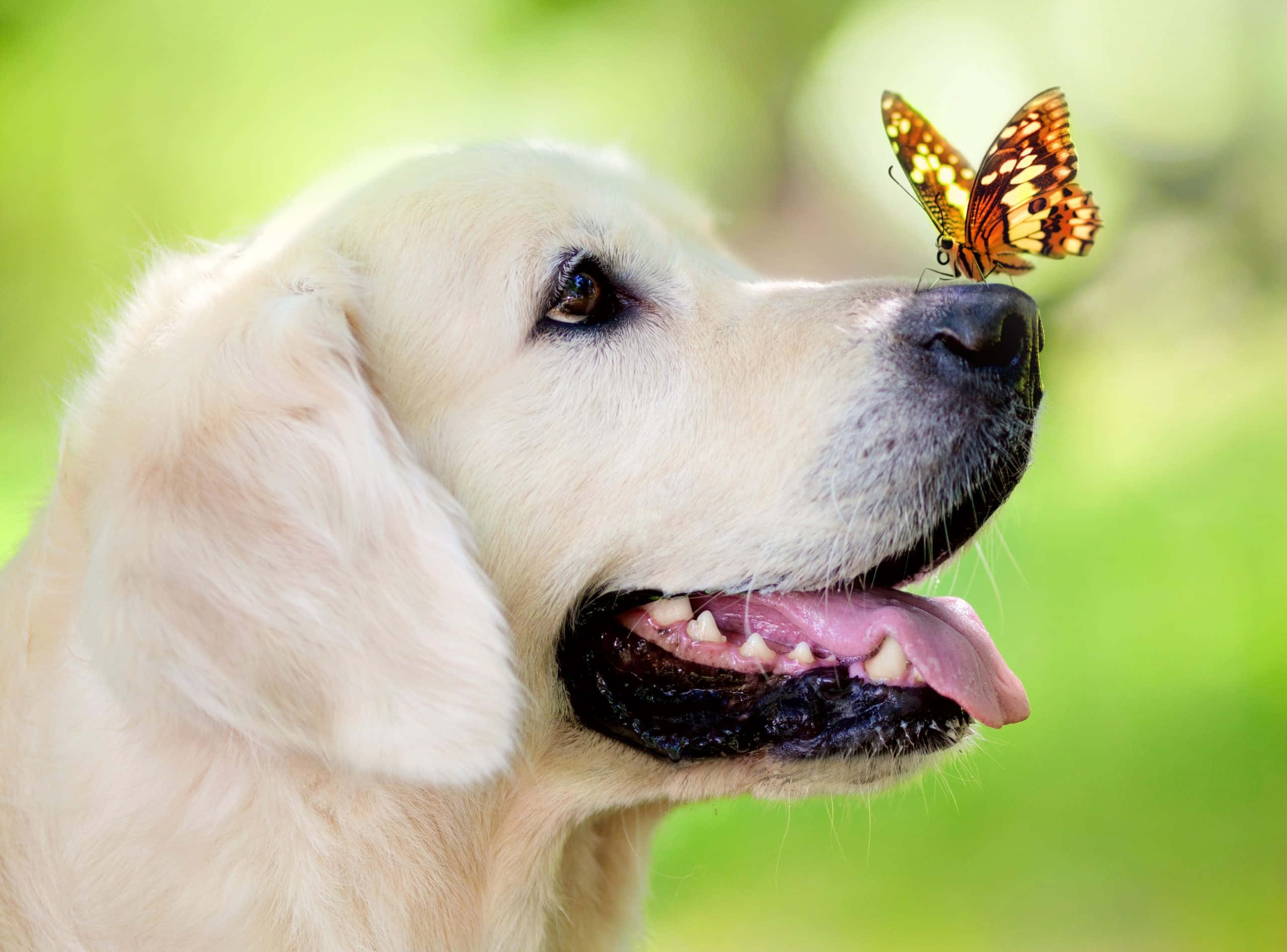 Yellow Labrador, golden retriever, vibrant orange and black butterfly, 2K Desktop Wallpaper
