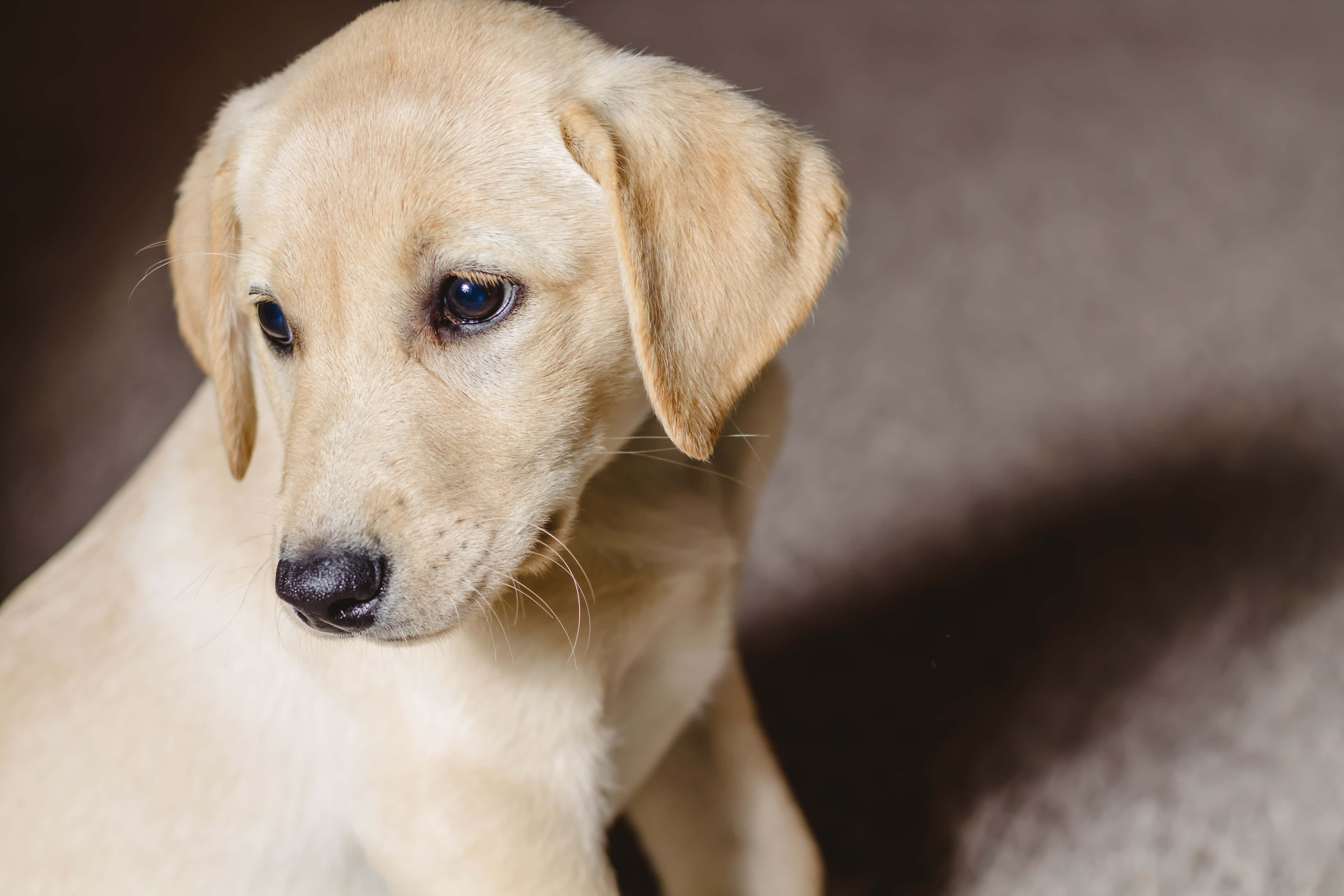 yellow Labrador, young yellow Labrador puppy, soft fur, 4K Desktop Wallpaper