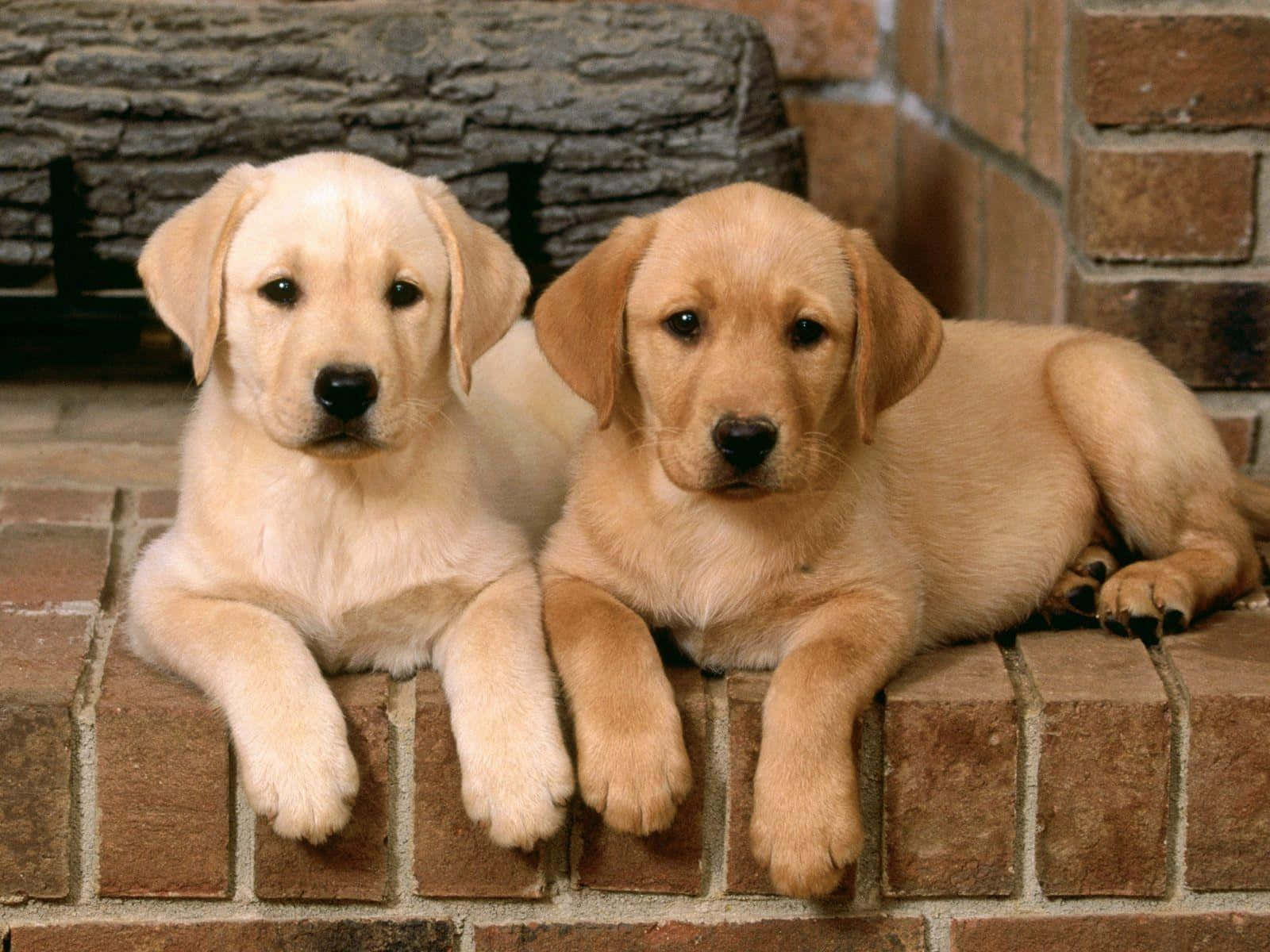 yellow Labrador, puppies, brick hearth, HD Desktop Wallpaper