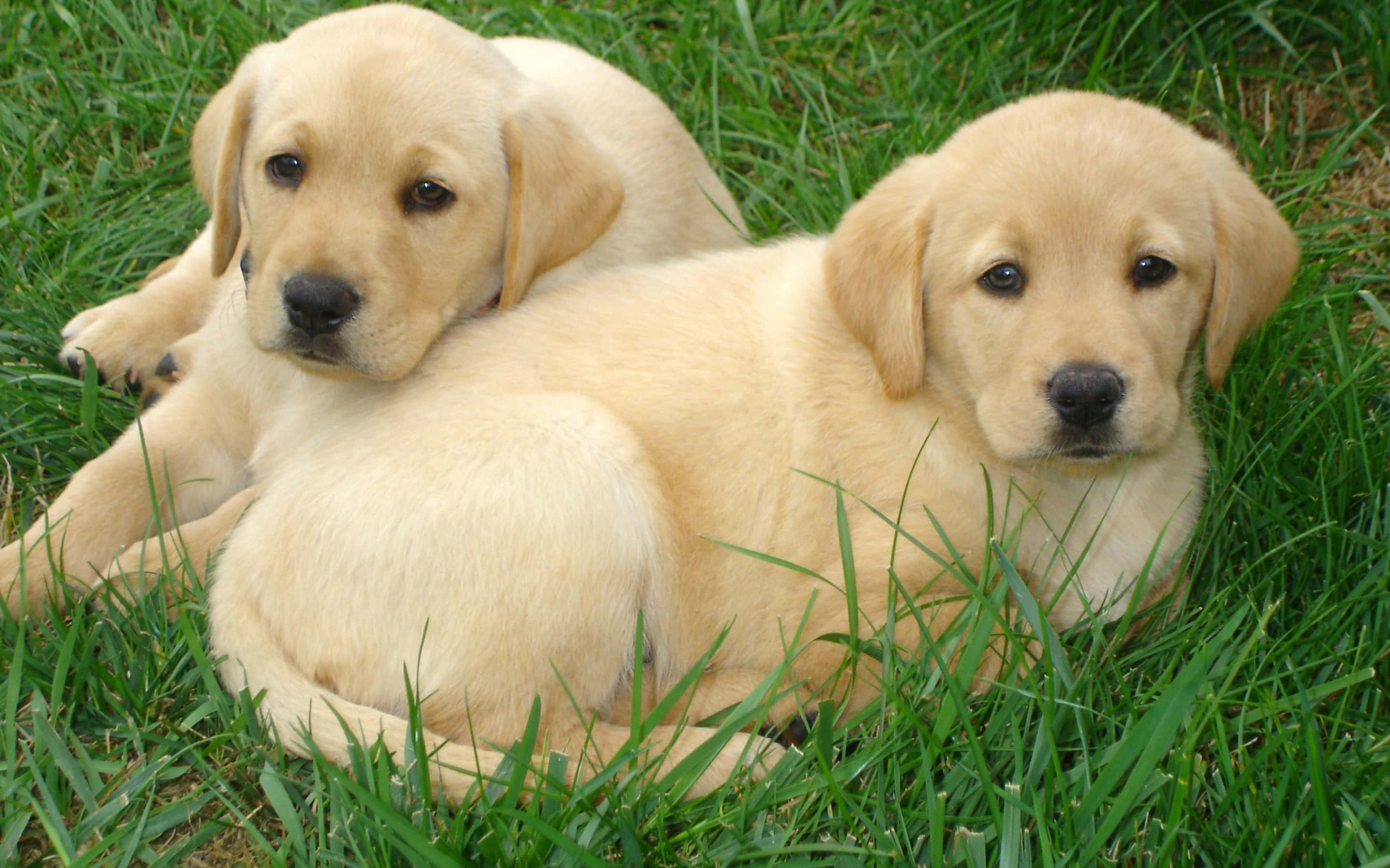 Yellow Labrador, golden Labrador puppies, vibrant green grass, 2K Desktop Wallpaper