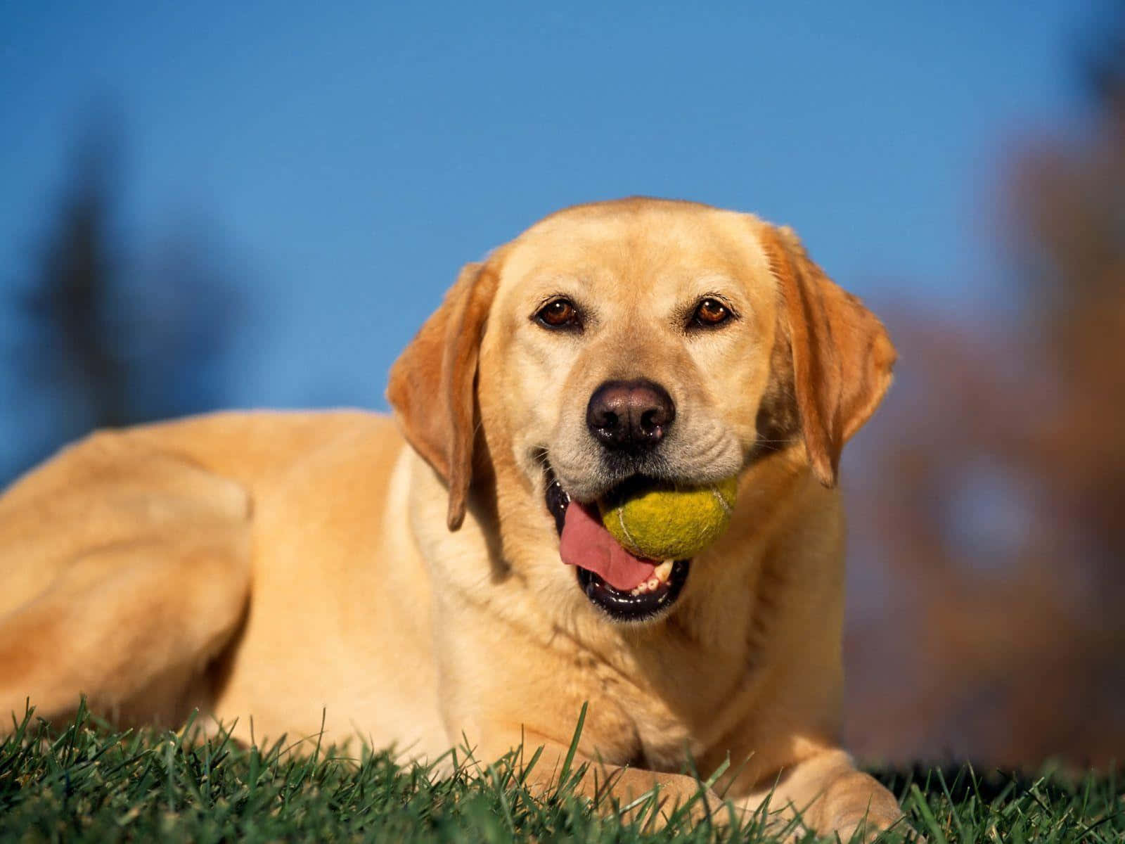 Yellow Labrador, green grass, yellow tennis ball, HD Desktop Wallpaper