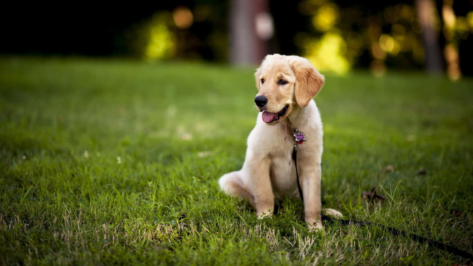 yellow labrador, golden retriever puppy, vibrant green grass, HD Desktop Wallpaper