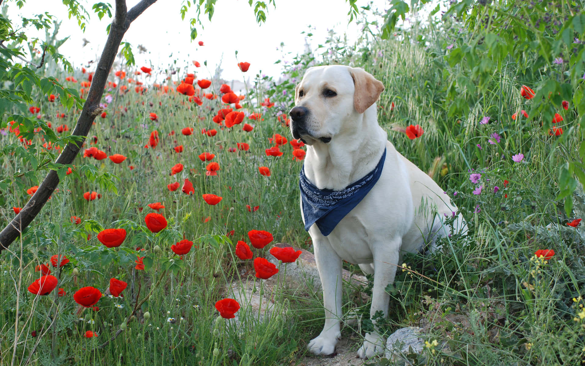 Yellow Labrador, blue bandana, vibrant red poppies, Full HD Desktop Wallpaper