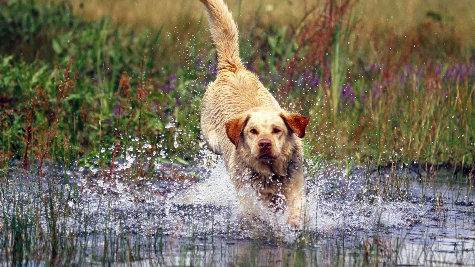 Yellow Labrador, golden retriever, shallow water, Full HD Desktop Wallpaper