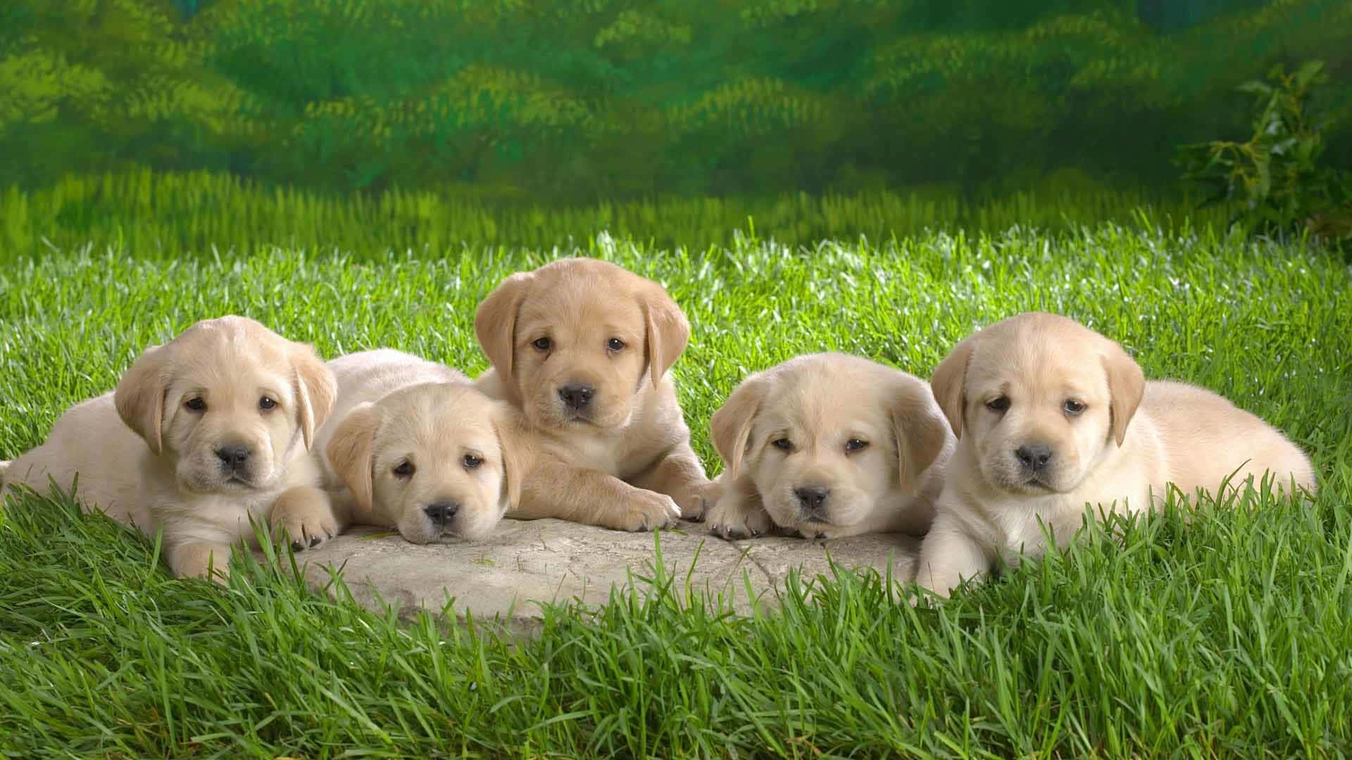 Yellow Labrador, puppies, stone, Full HD Desktop Wallpaper