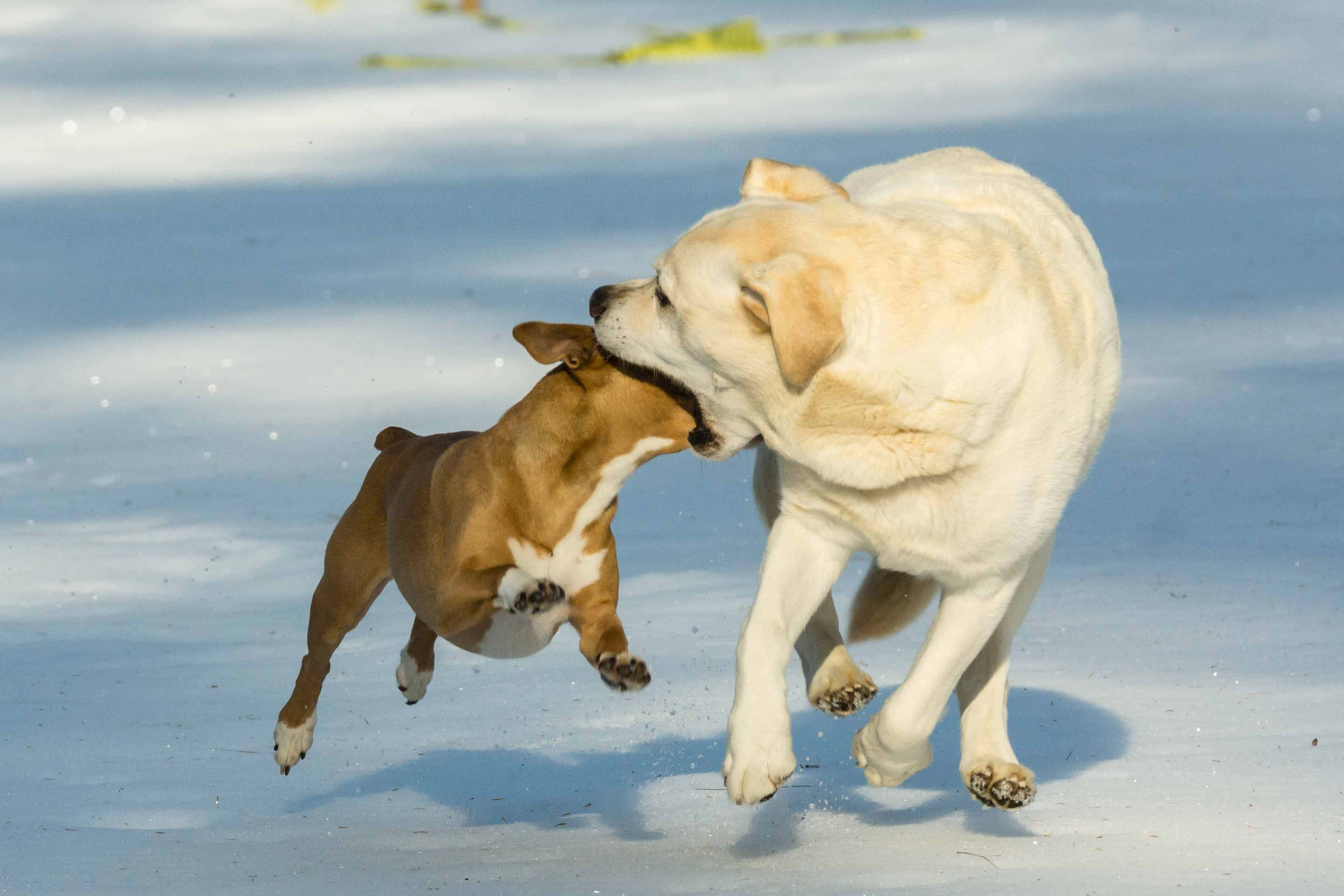 Yellow Labrador, brown and white pit bull puppy, sunlit snowy field, 2K Desktop Wallpaper