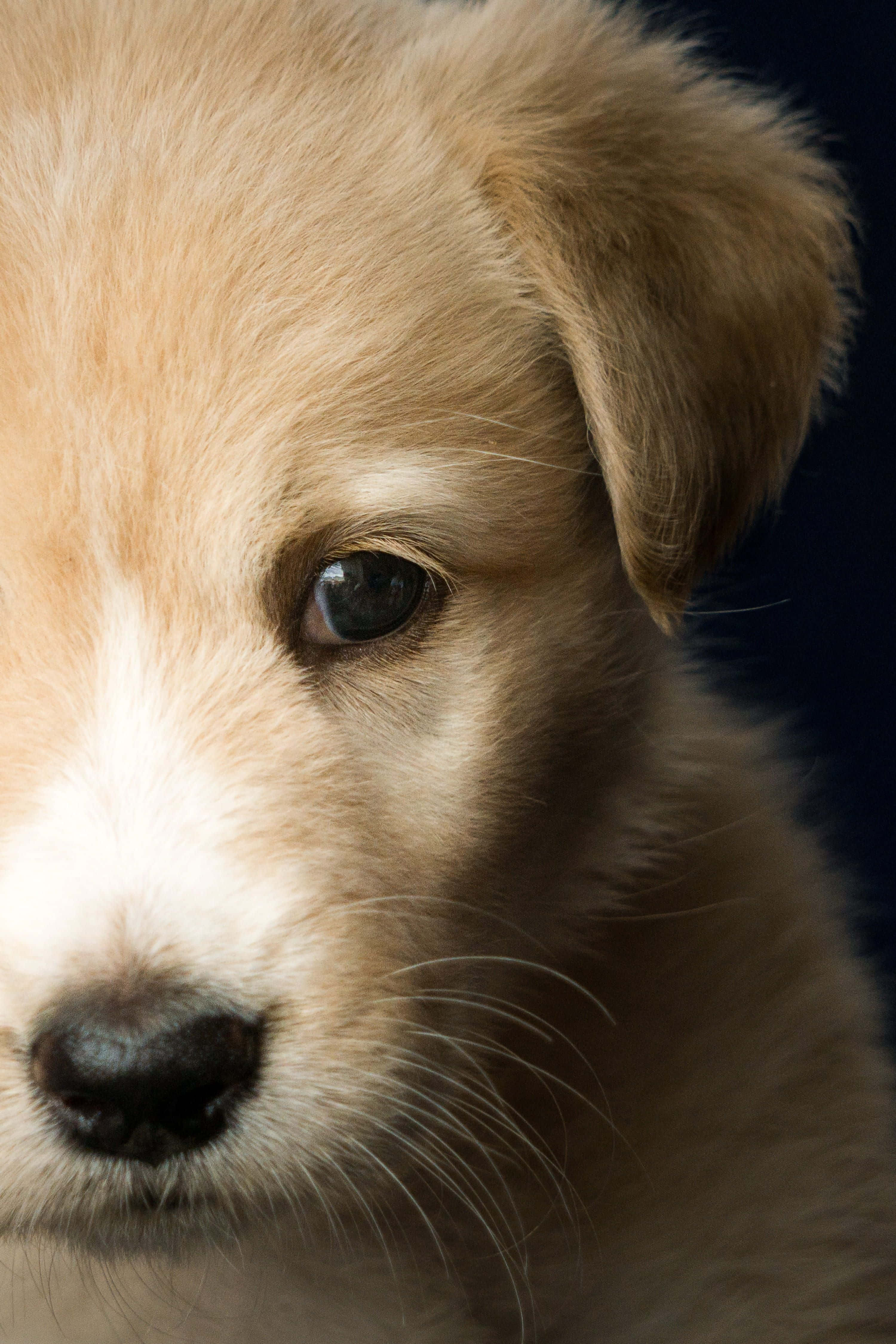 Yellow Labrador 3000, golden puppy, soft fur, 4K Phone Wallpaper