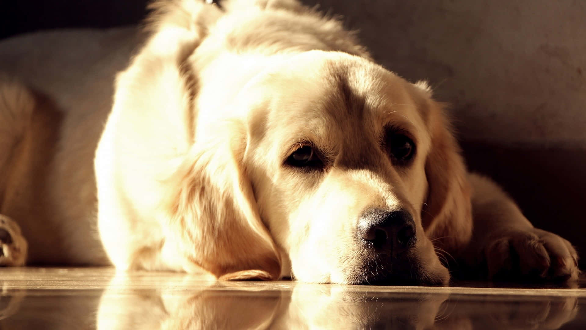 Yellow Labrador, green field, reflective floor, Full HD Desktop Wallpaper