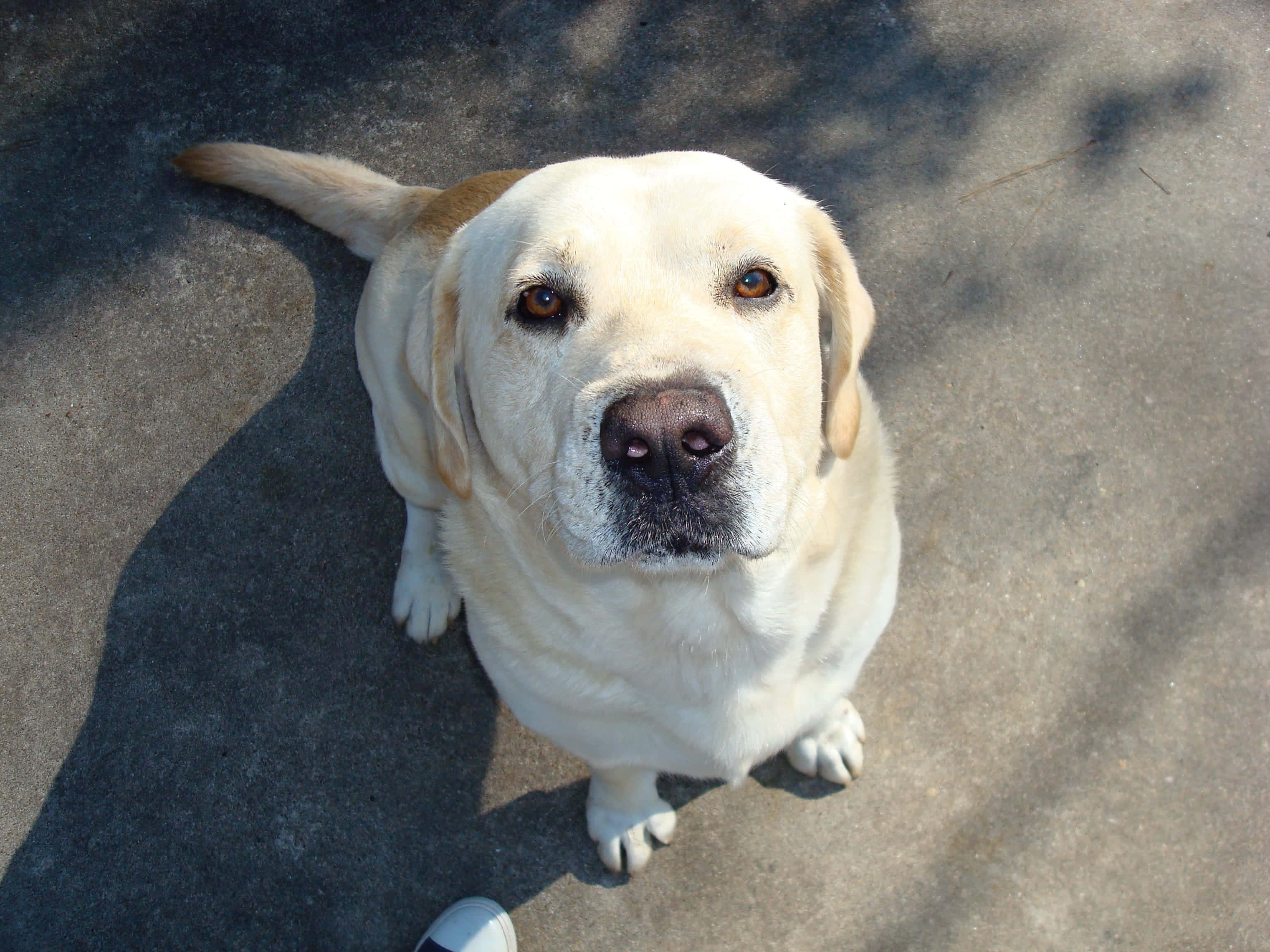 Yellow Labrador, sunlit concrete surface, bright eyes, 2K Desktop Wallpaper