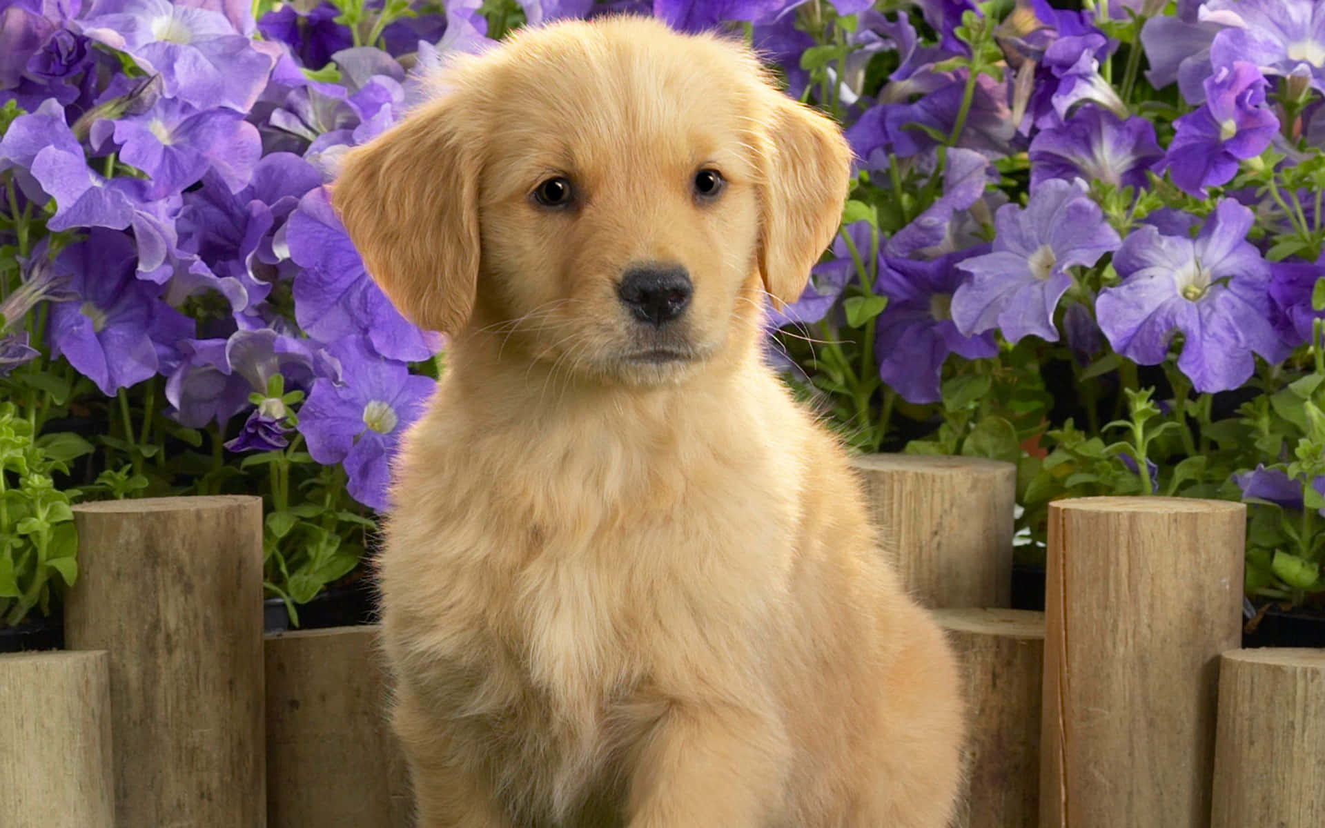 Yellow Labrador, golden retriever puppy, vibrant purple flower bed, Full HD Desktop Wallpaper