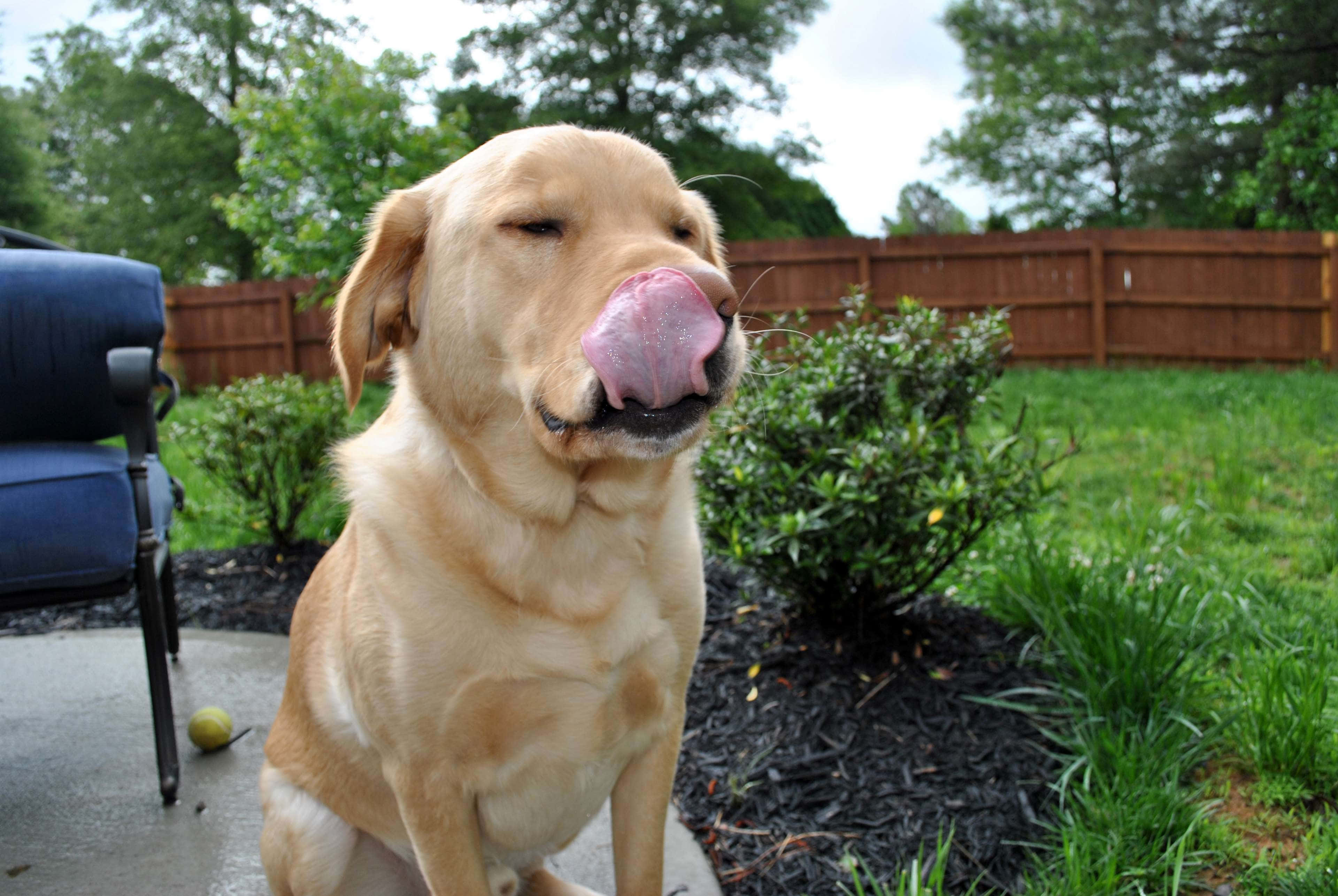 Yellow Labrador, golden Labrador, patio, 4K Desktop Wallpaper