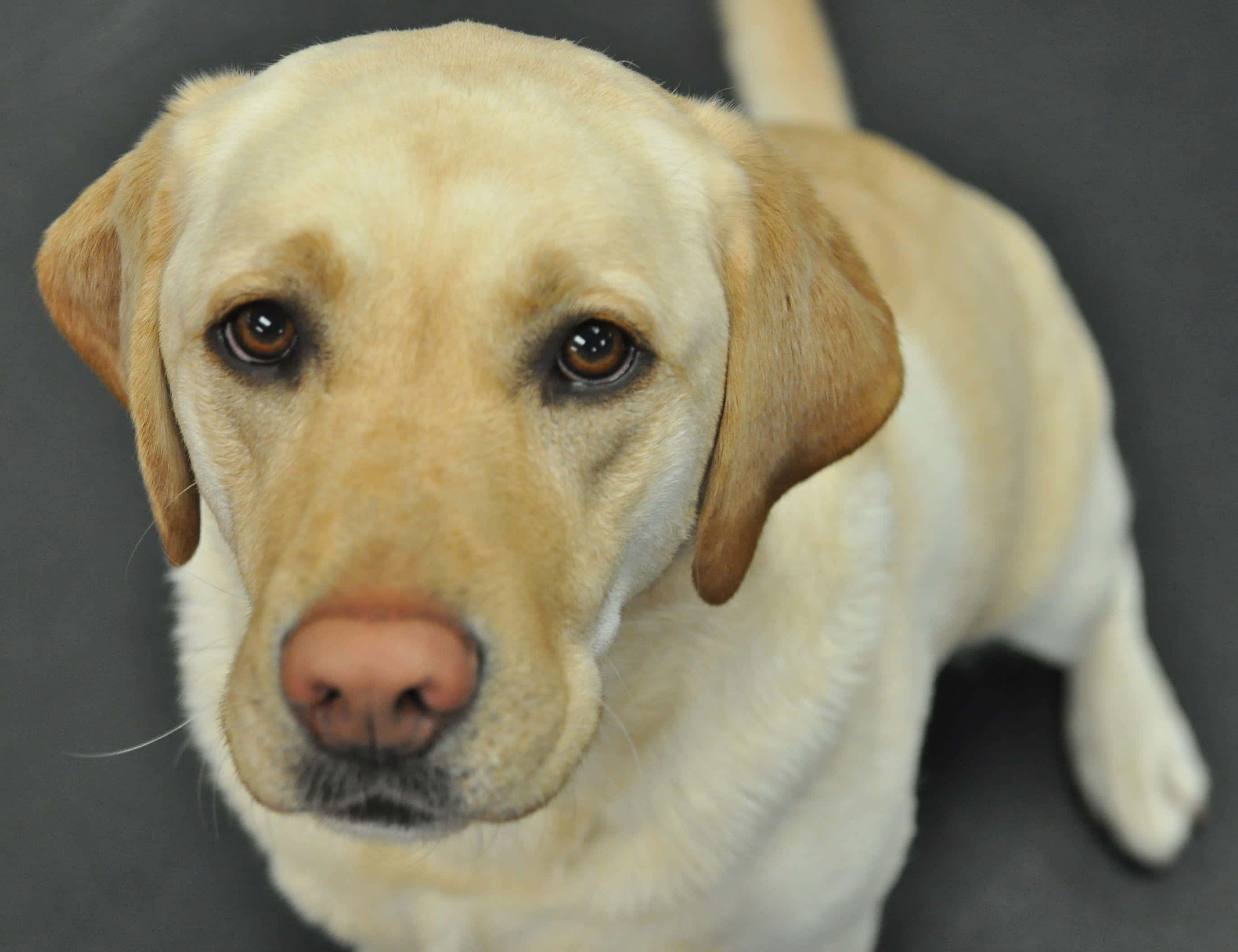 Yellow Labrador, grassy field, soft brown eyes, 2K Desktop Wallpaper