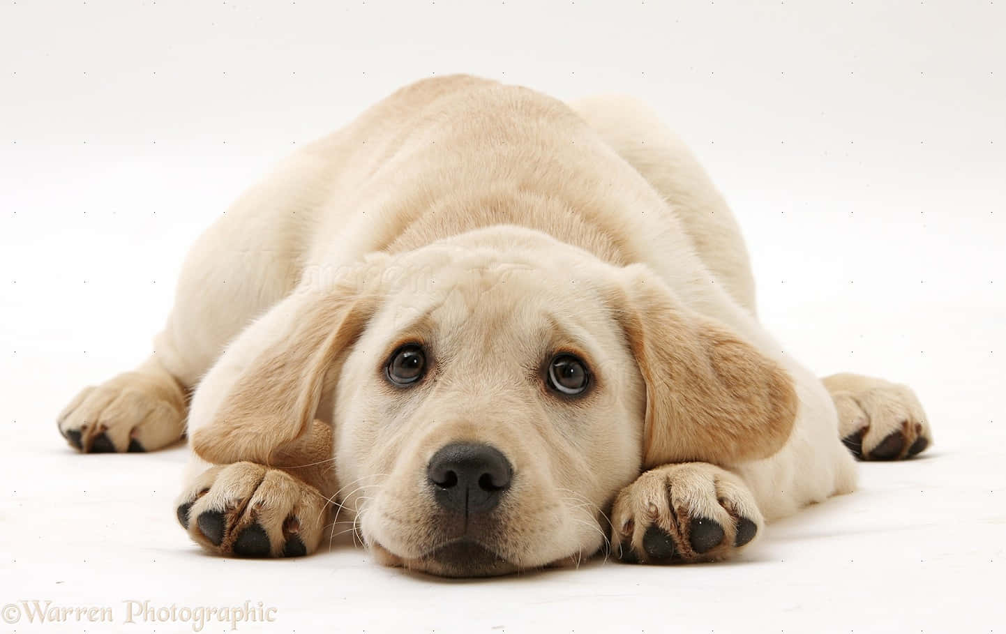 Yellow Labrador, light cream, puppy, HD Desktop Wallpaper