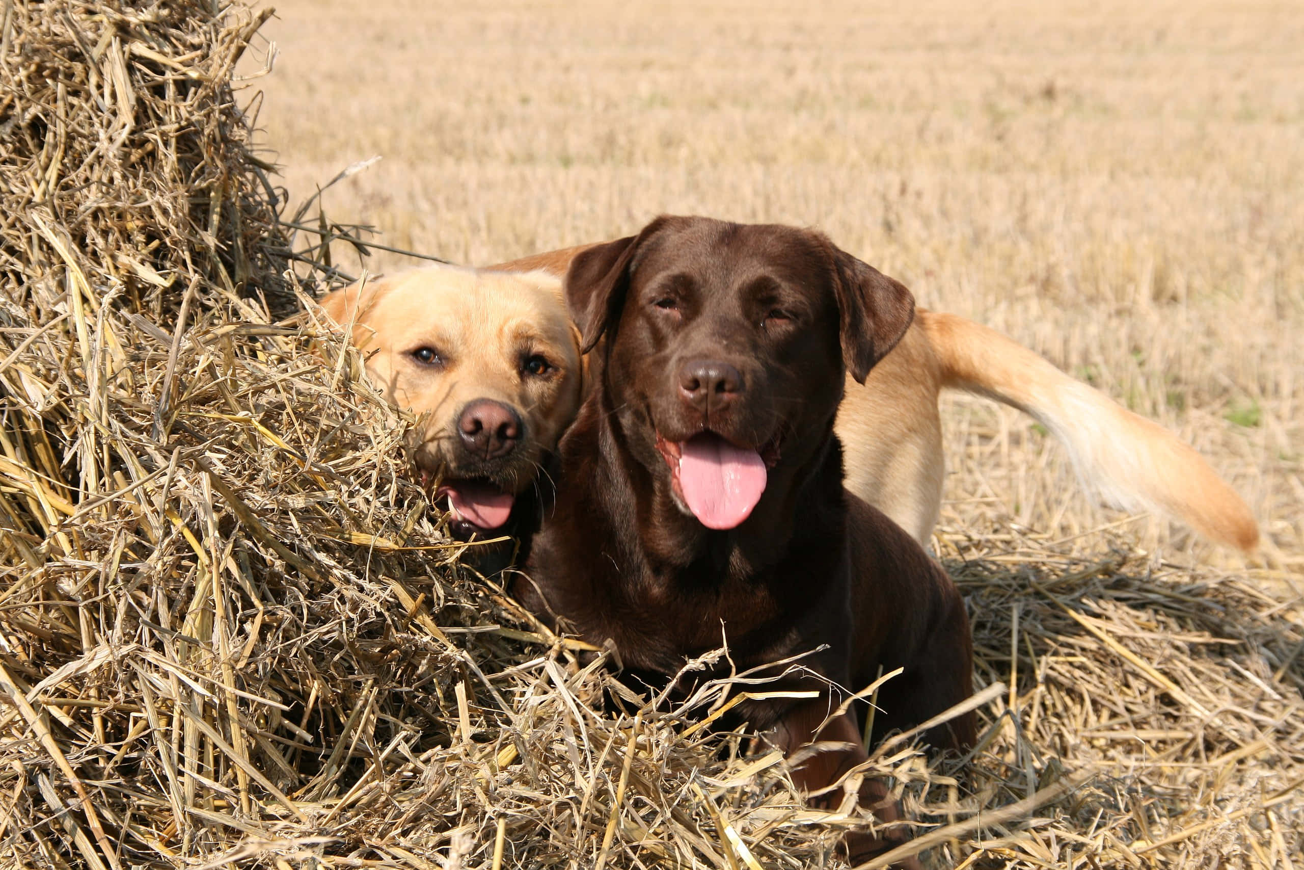 Yellow Labrador, chocolate Labrador, golden hay bale, 2K Desktop Wallpaper