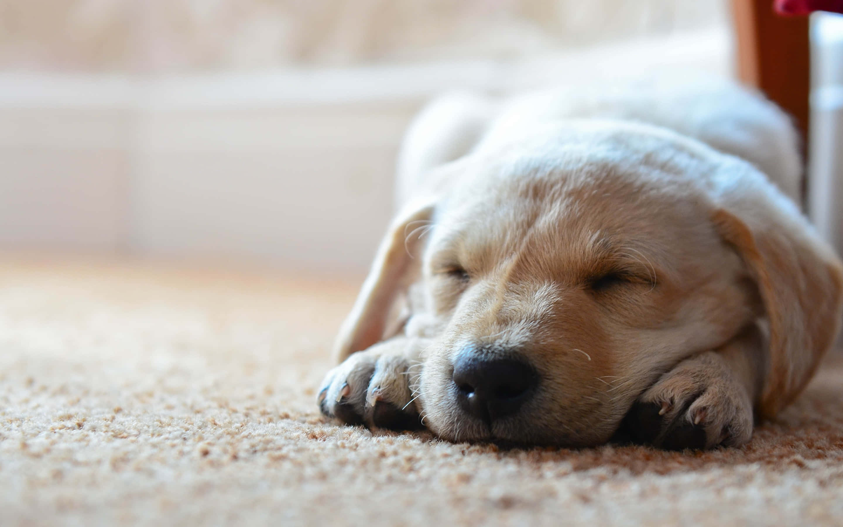 Yellow Labrador, yellow lab puppy, beige carpet, 2K Desktop Wallpaper