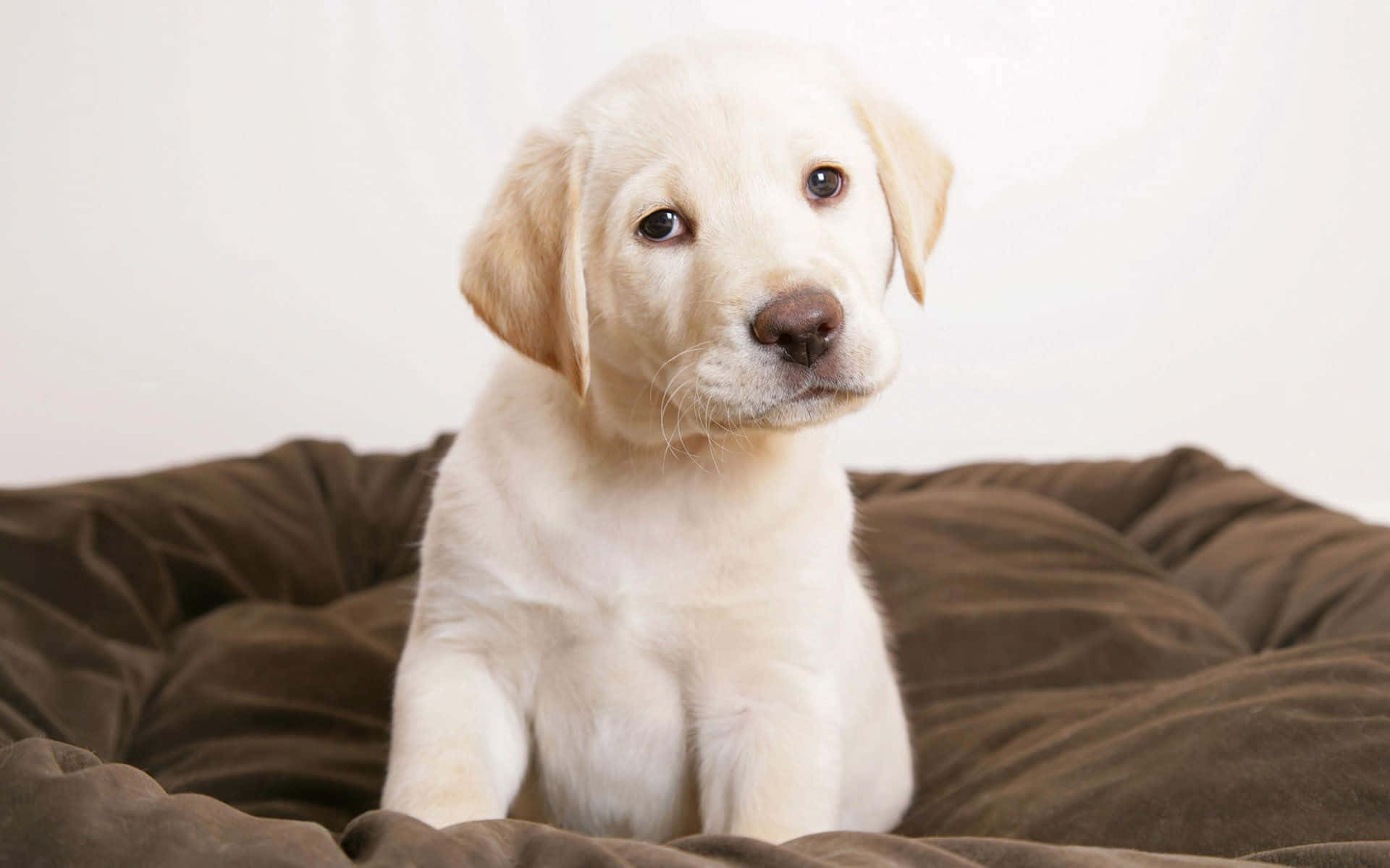 Yellow Labrador, fluffy yellow lab puppy, brown cushion, Full HD Desktop Wallpaper