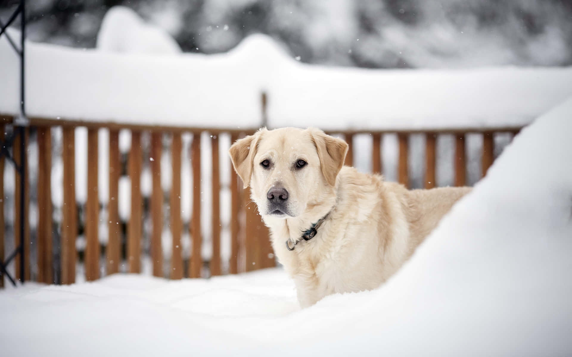 Yellow Labrador, golden retriever, deep snow, Full HD Desktop Wallpaper