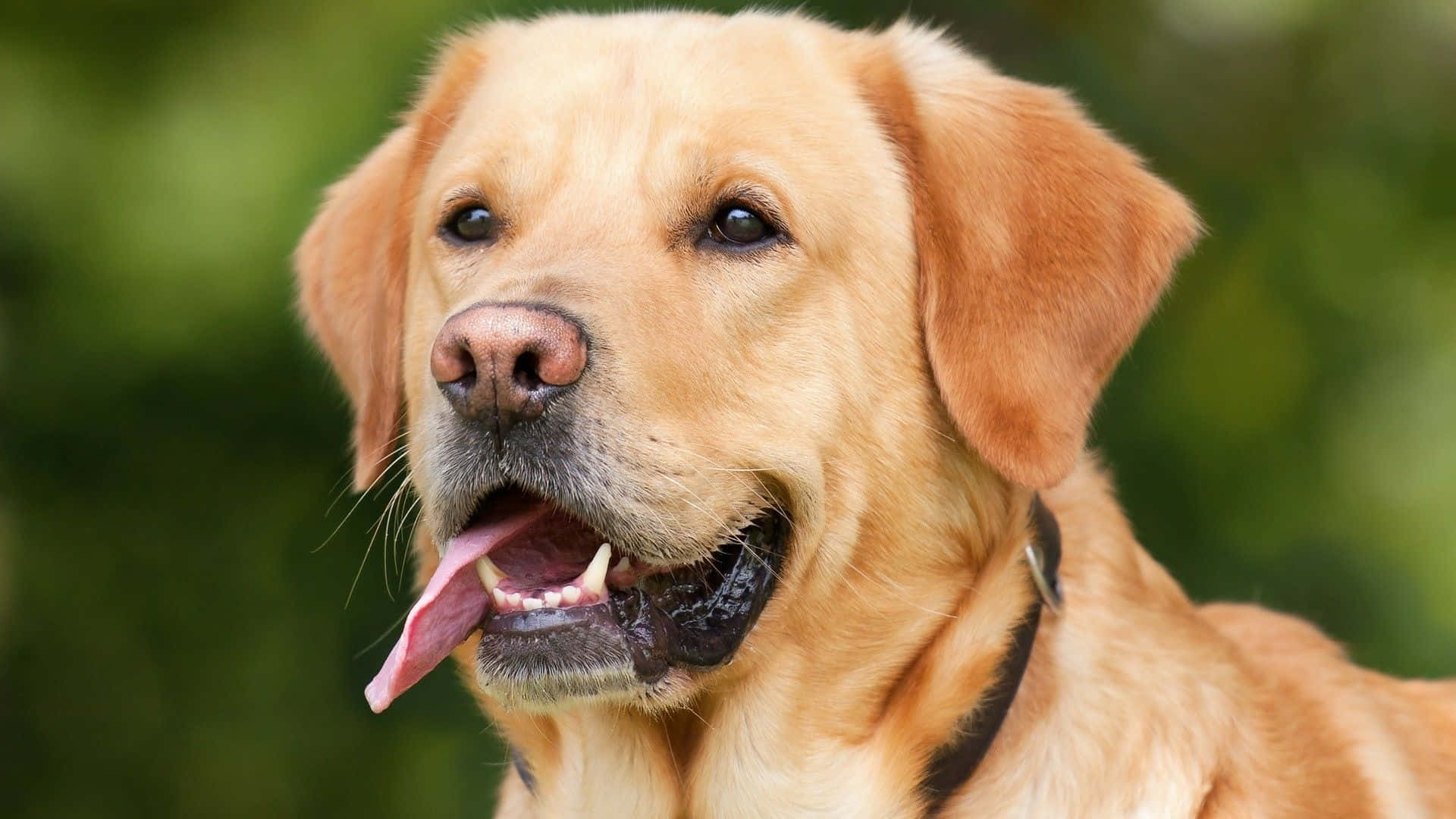 Yellow Labrador, golden retriever, happy expression, Full HD Desktop Wallpaper