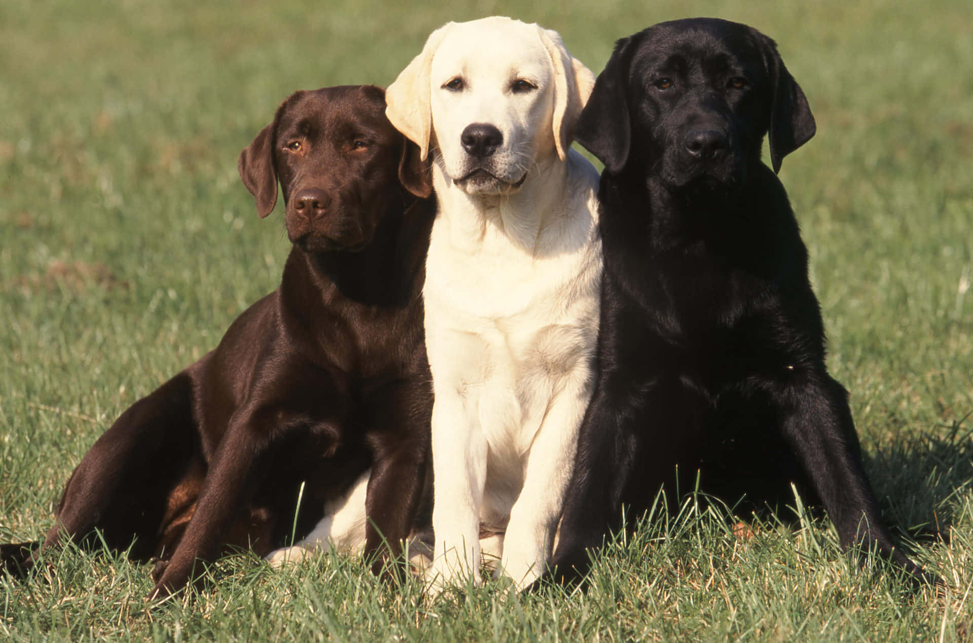 Yellow Labrador, chocolate yellow, black, Full HD Desktop Wallpaper