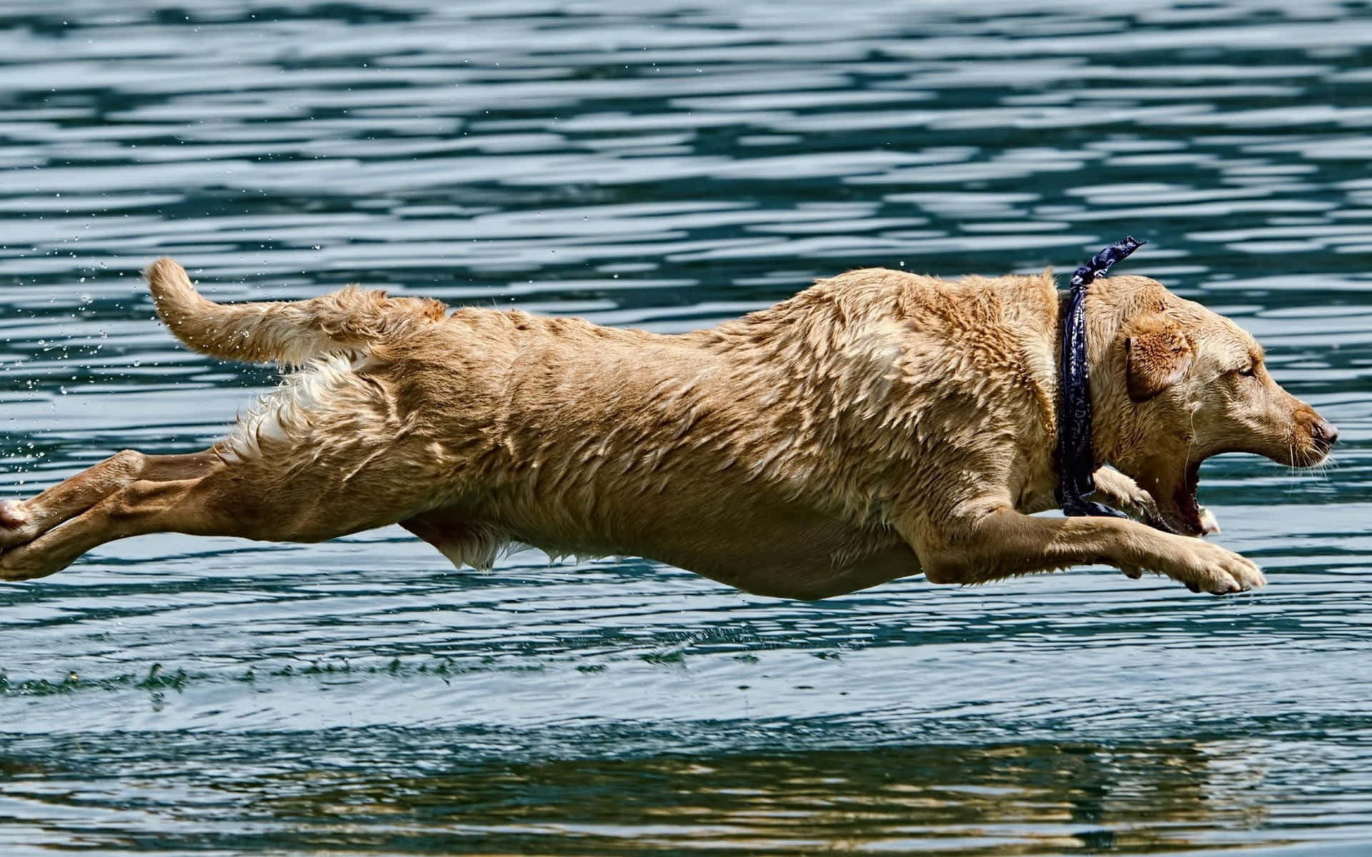 Yellow Labrador, golden retriever, sunlit water, Full HD Desktop Wallpaper