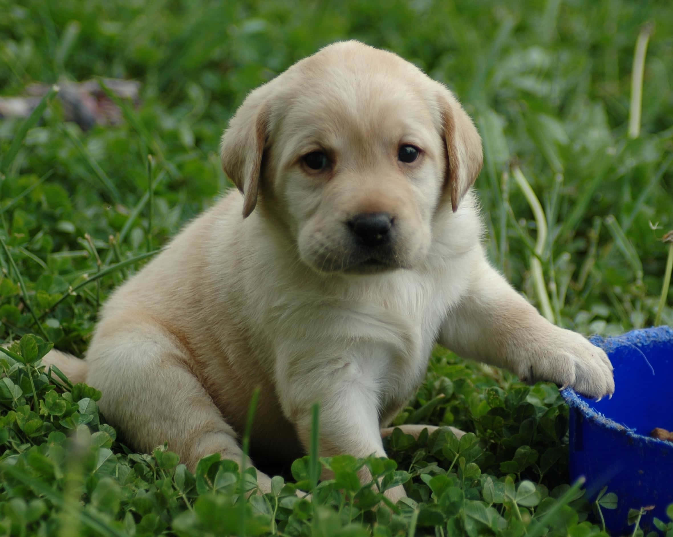 yellow labrador, fluffy yellow lab puppy, lush green grass, Full HD Desktop Wallpaper