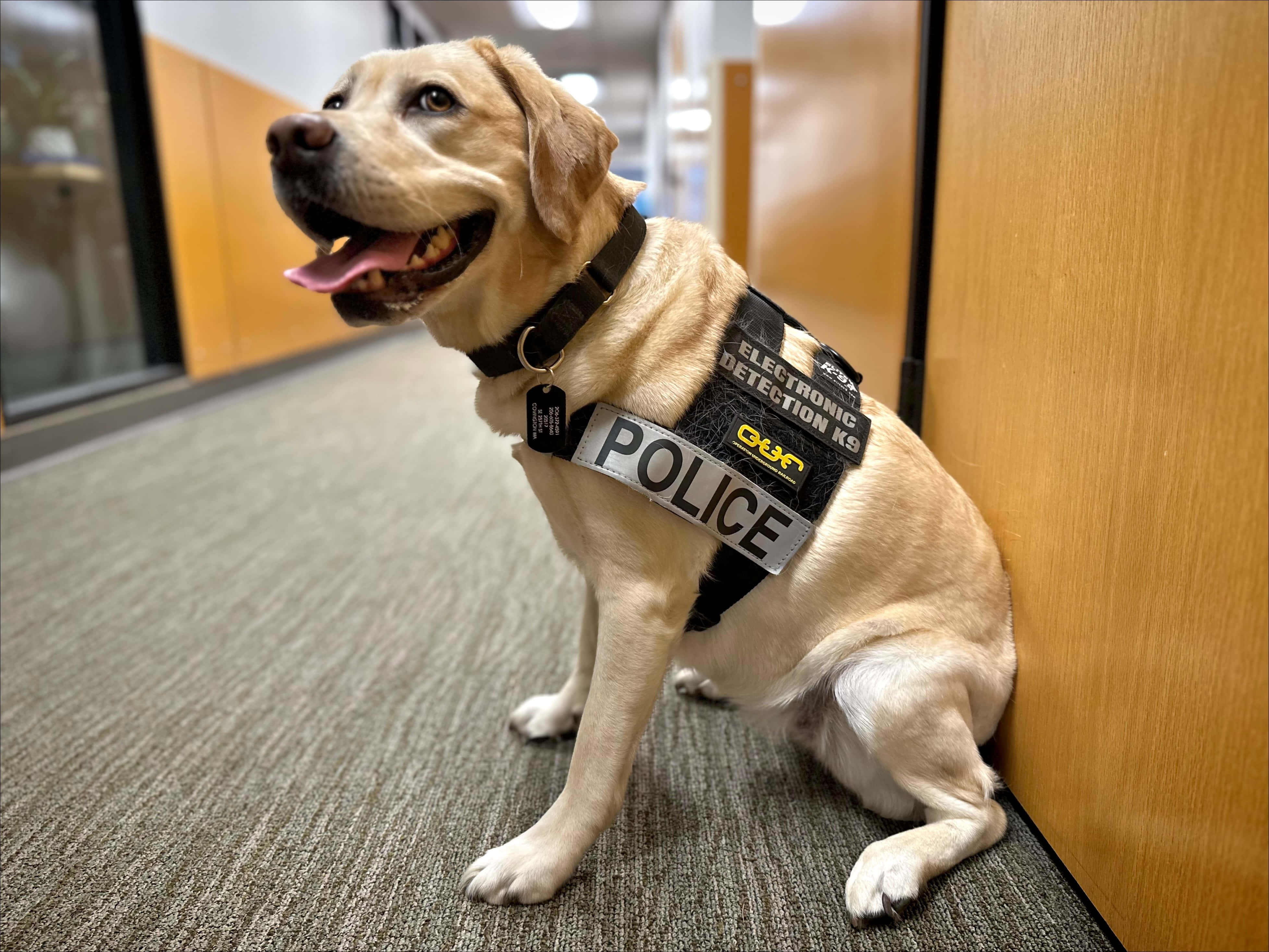 Yellow Labrador, police electronic detection vest, office hallway, 4K Desktop Wallpaper