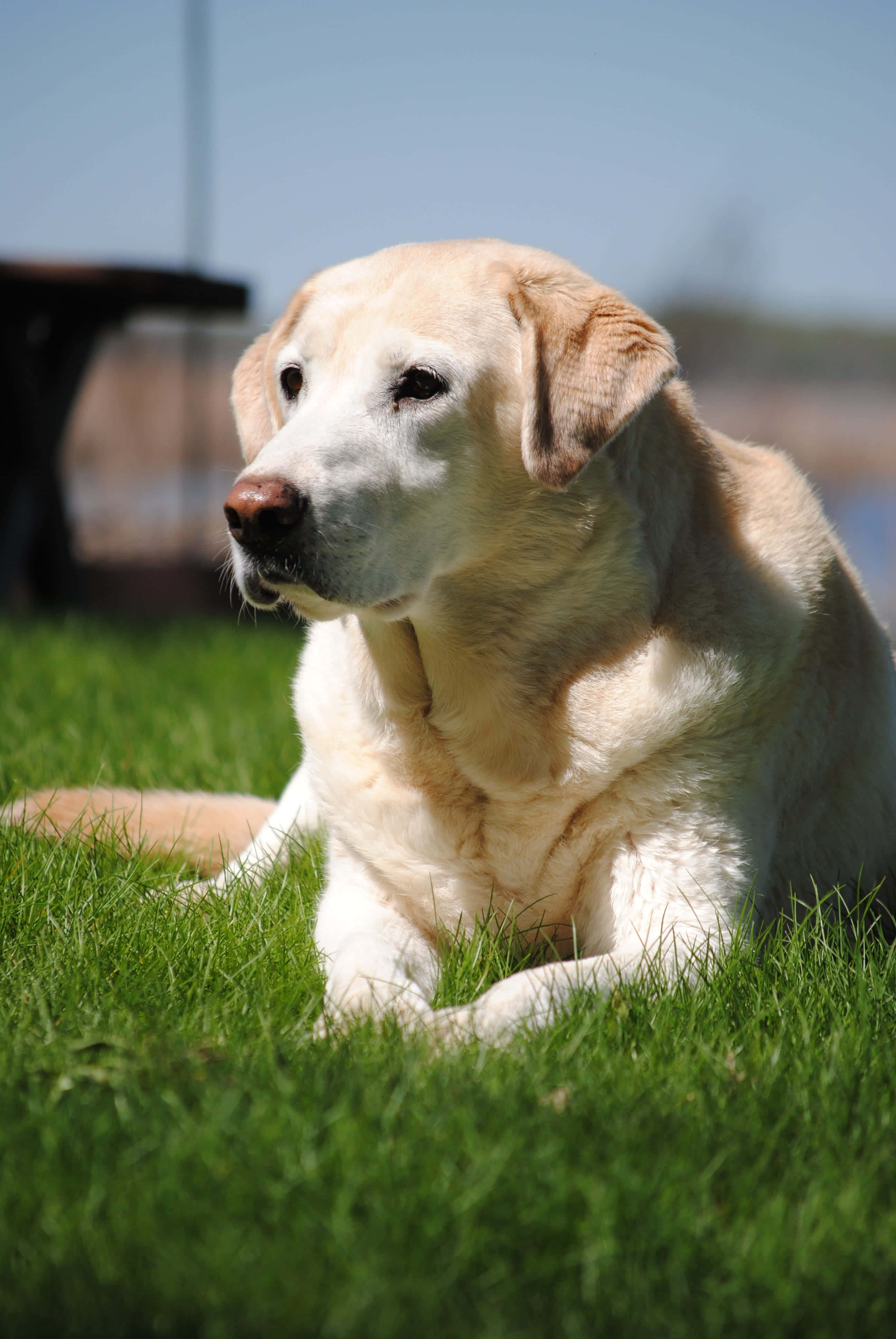 Yellow Labrador, vibrant green grass, bright daylight, 4K Phone Wallpaper