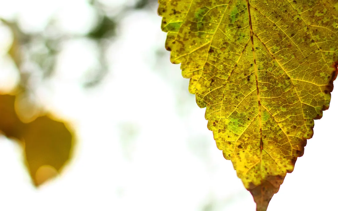 Yellow Leaves